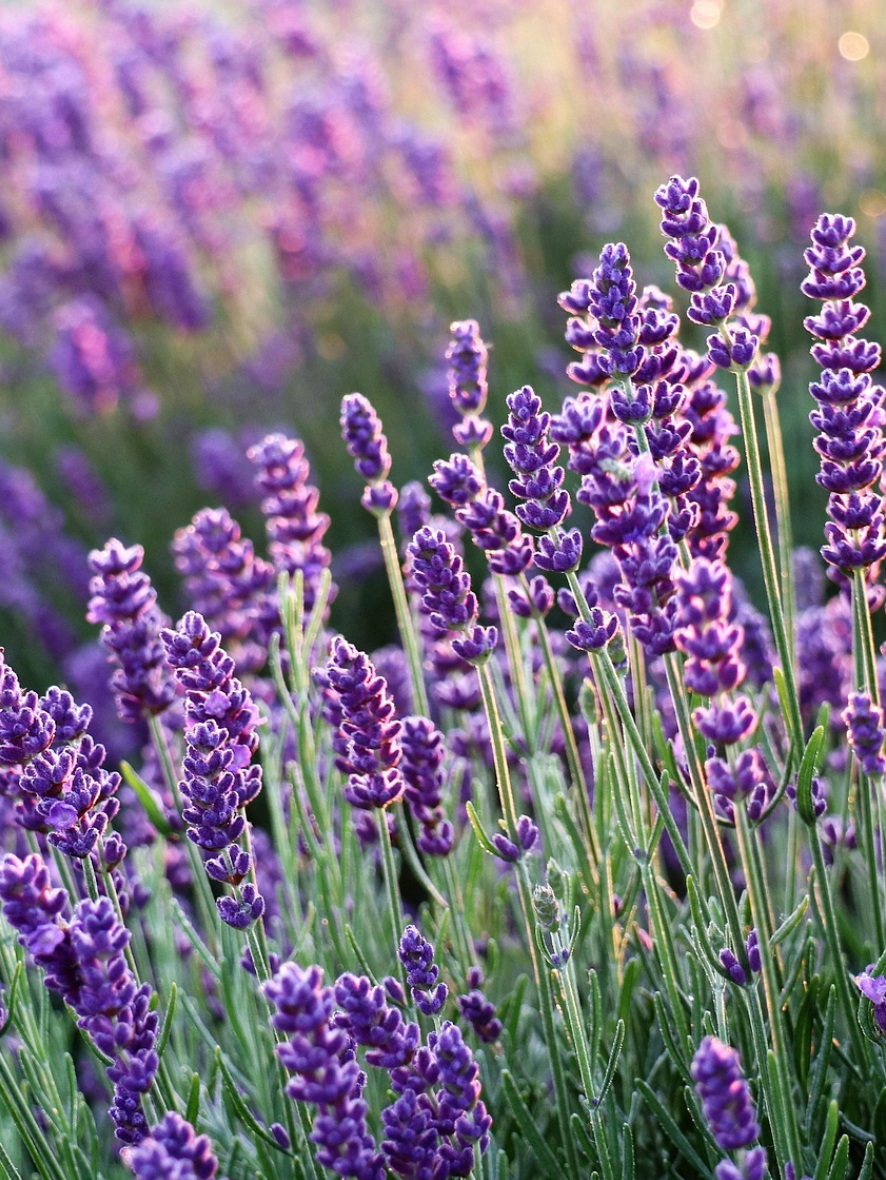 Joene_parfum_Lavande