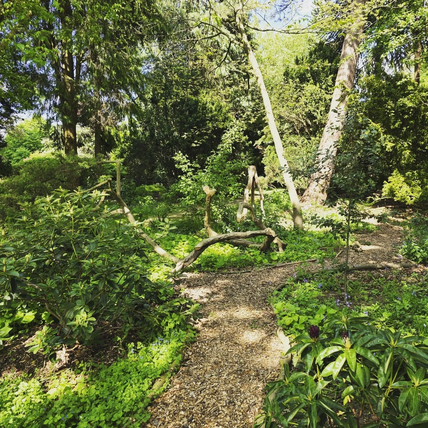 A visit to a National Garden Scheme opening of private gardens for charity - stimulating ideas through discussion with the owners of stunning gardens in Leicestershire and Northamptonshire. One recently visited has a small wood with 50 varieties of t