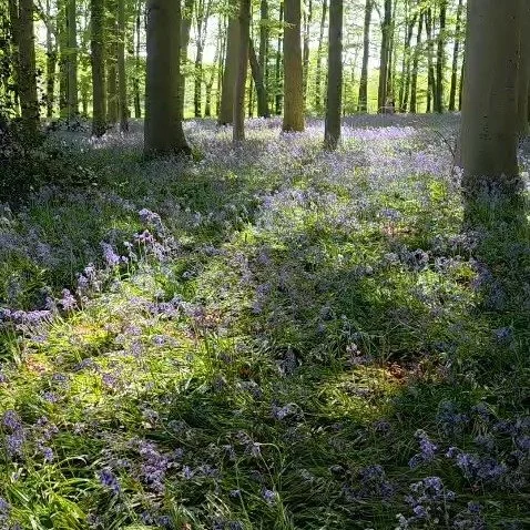 Visited the Bluebell Woods at Coton Manor, Northants - a magical show tge houses gardens offer! Stunning border displays form April - September, with a large plant nursery.