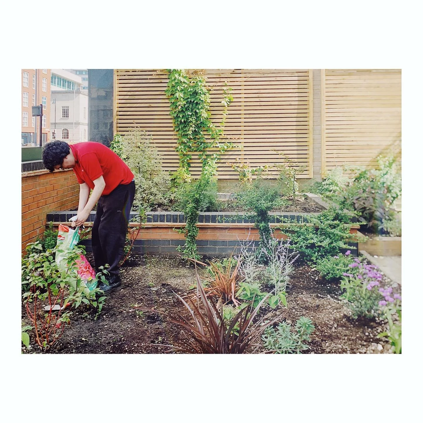 Yesterday we were in #leicester city centre for more planting at @thecentreprojectleicester @wellbeing.garden.leicester. Great work from volunteers, Jason and Leyton! 
The well-being garden will open officially at the end of August ✨ it is located at