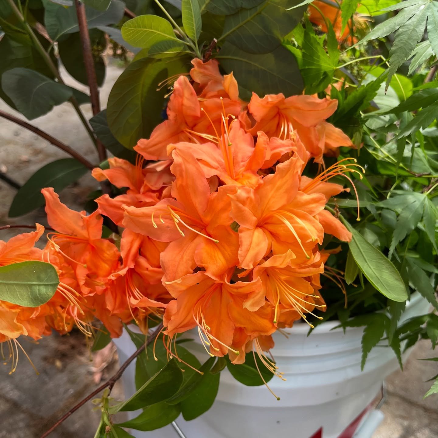 Today is 🌹🌸🌺🪻🌷🌼 gathering day! Our members search their home gardens for the prettiest blooms to share with you for Historic Garden Week! Our cuttings will soak in water overnight so they are conditioned and ready for arranging day tomorrow!! W