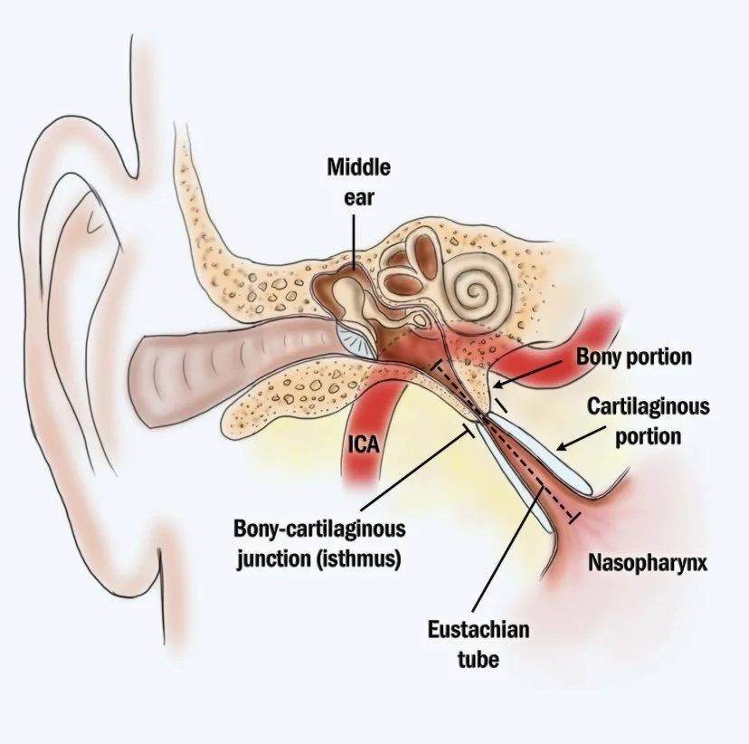 Practical help for ear, nose and throat problems