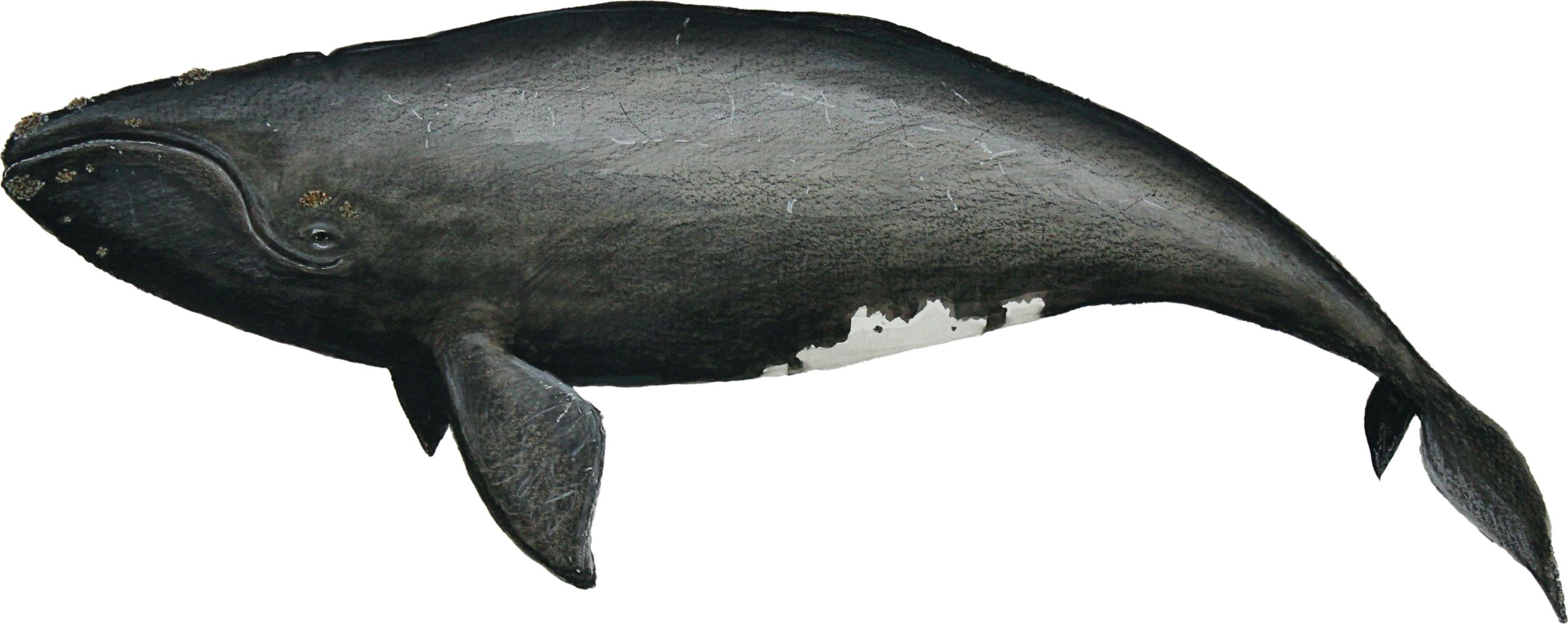 right-cutout.png