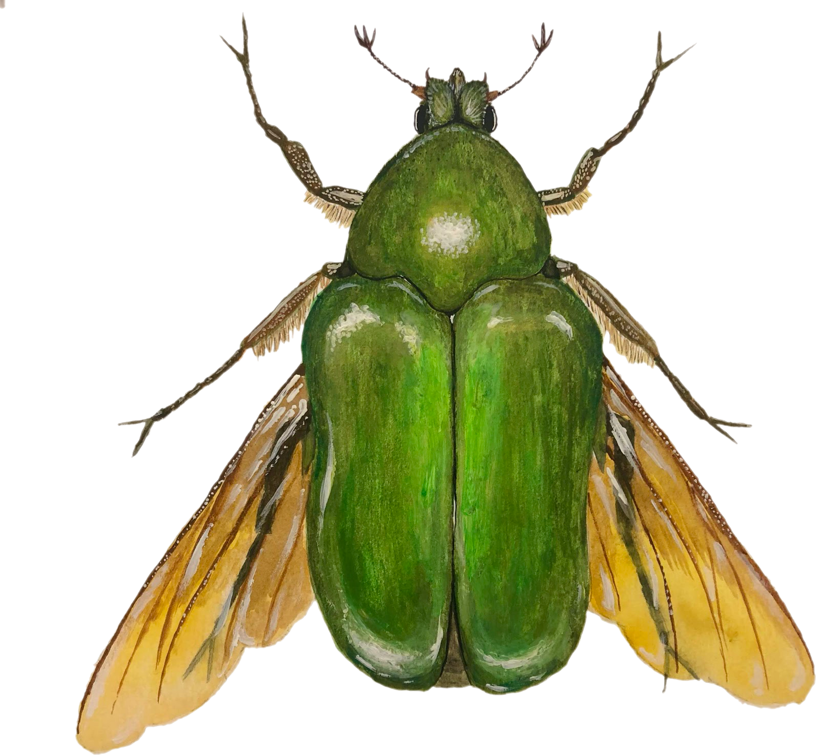 June Bug Beetle.png