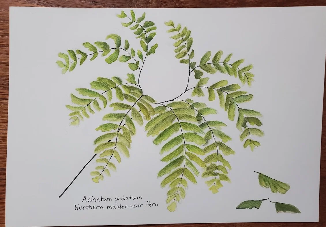 fern.jpg