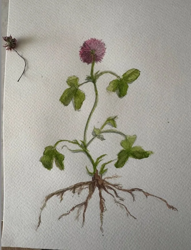 clover.jpg