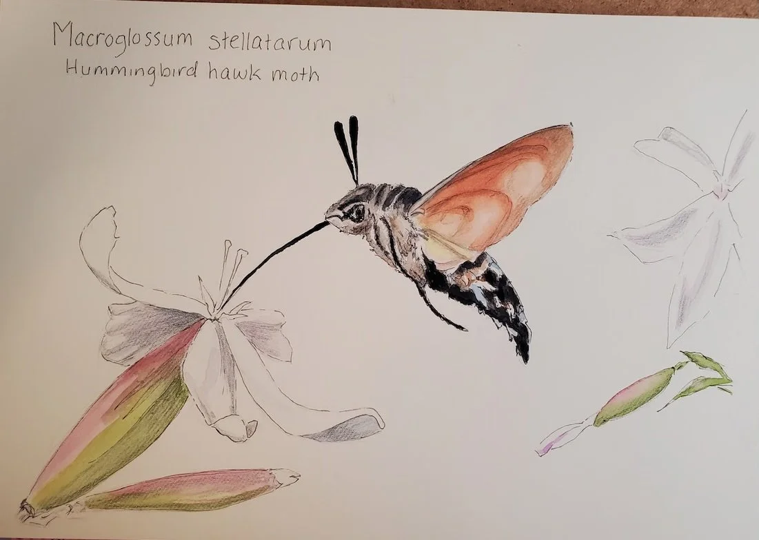 moth.jpg