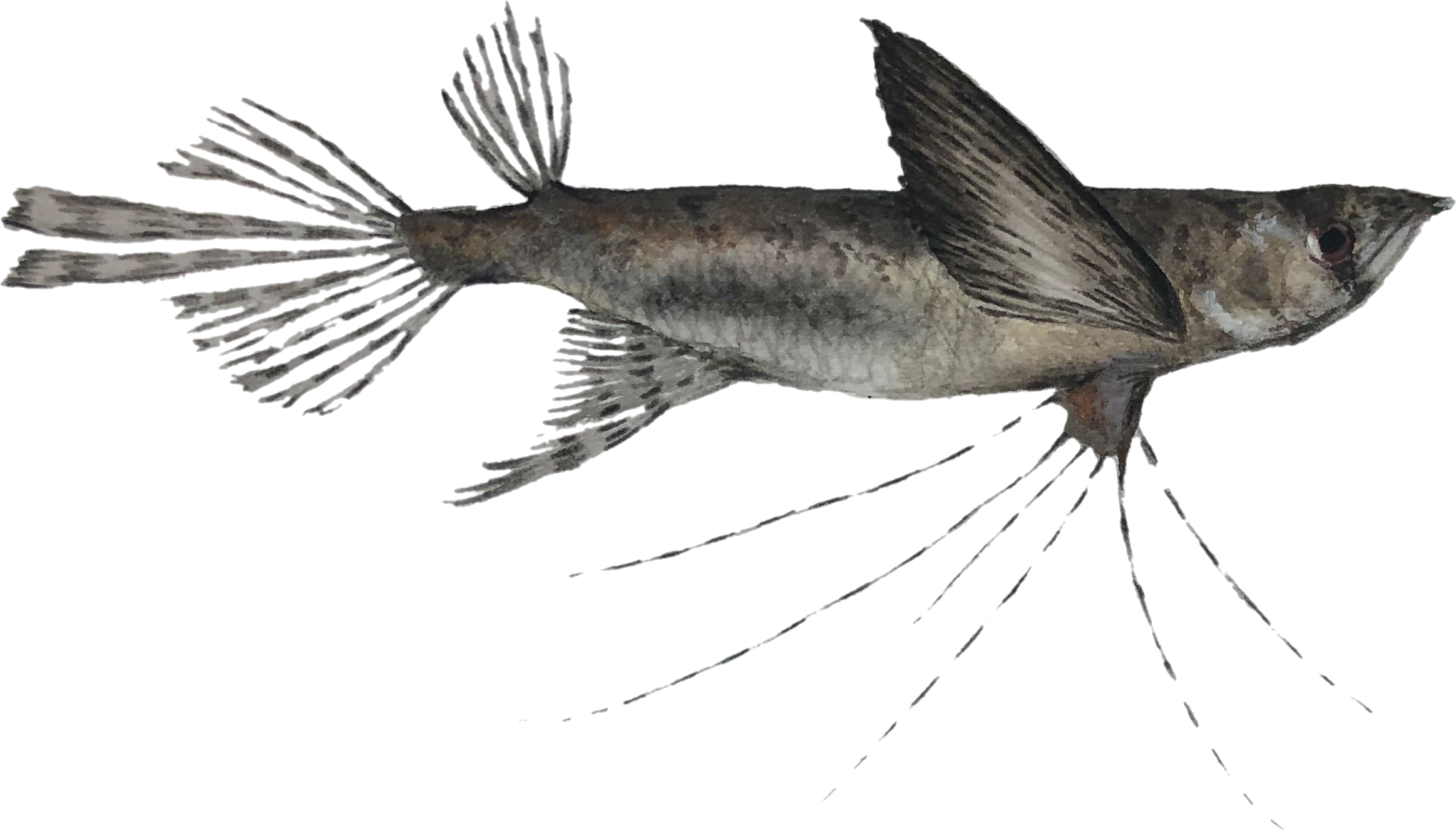 African butterfly .png