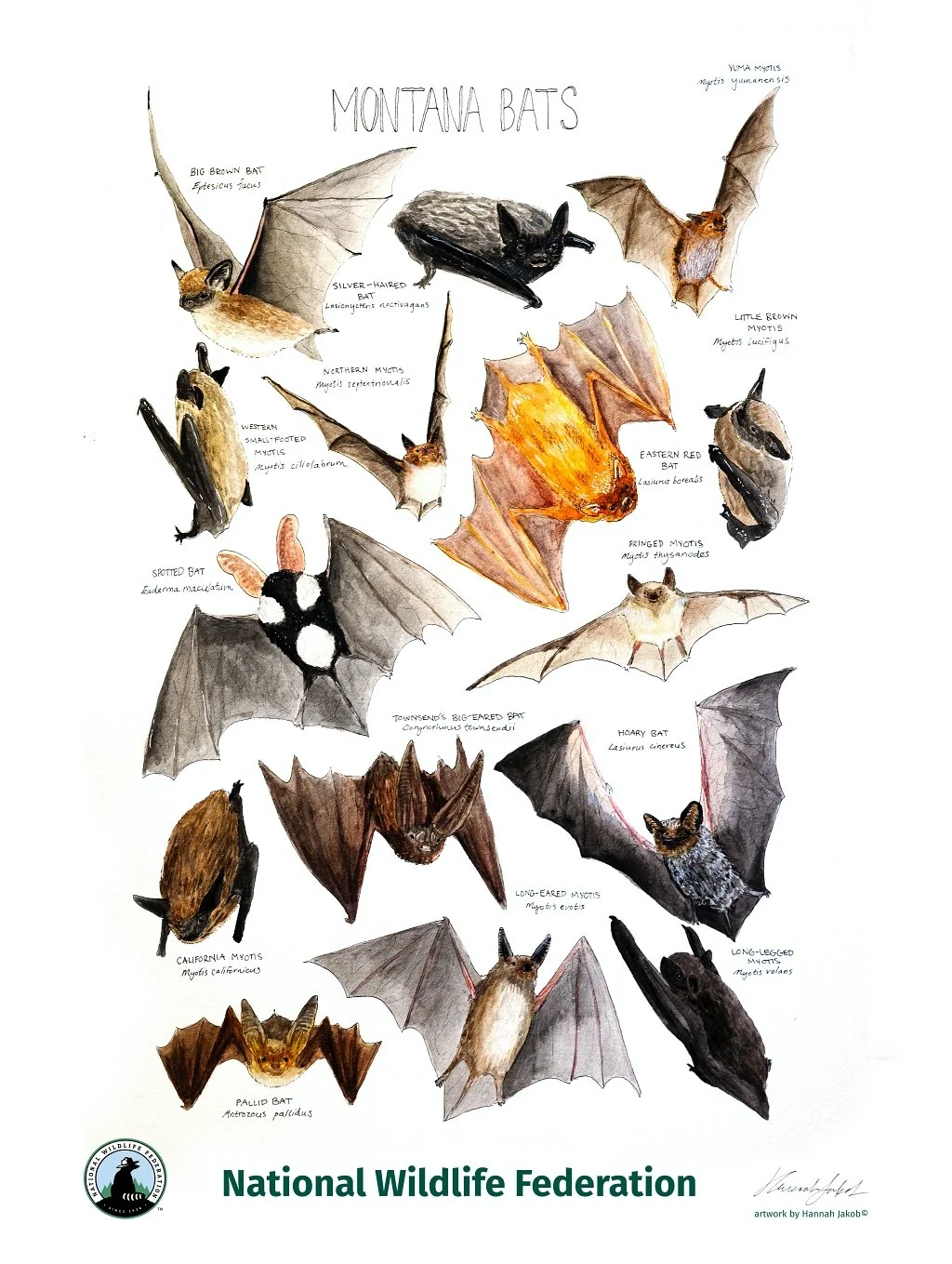 Jakob-Bats of Montana Poster.JPG