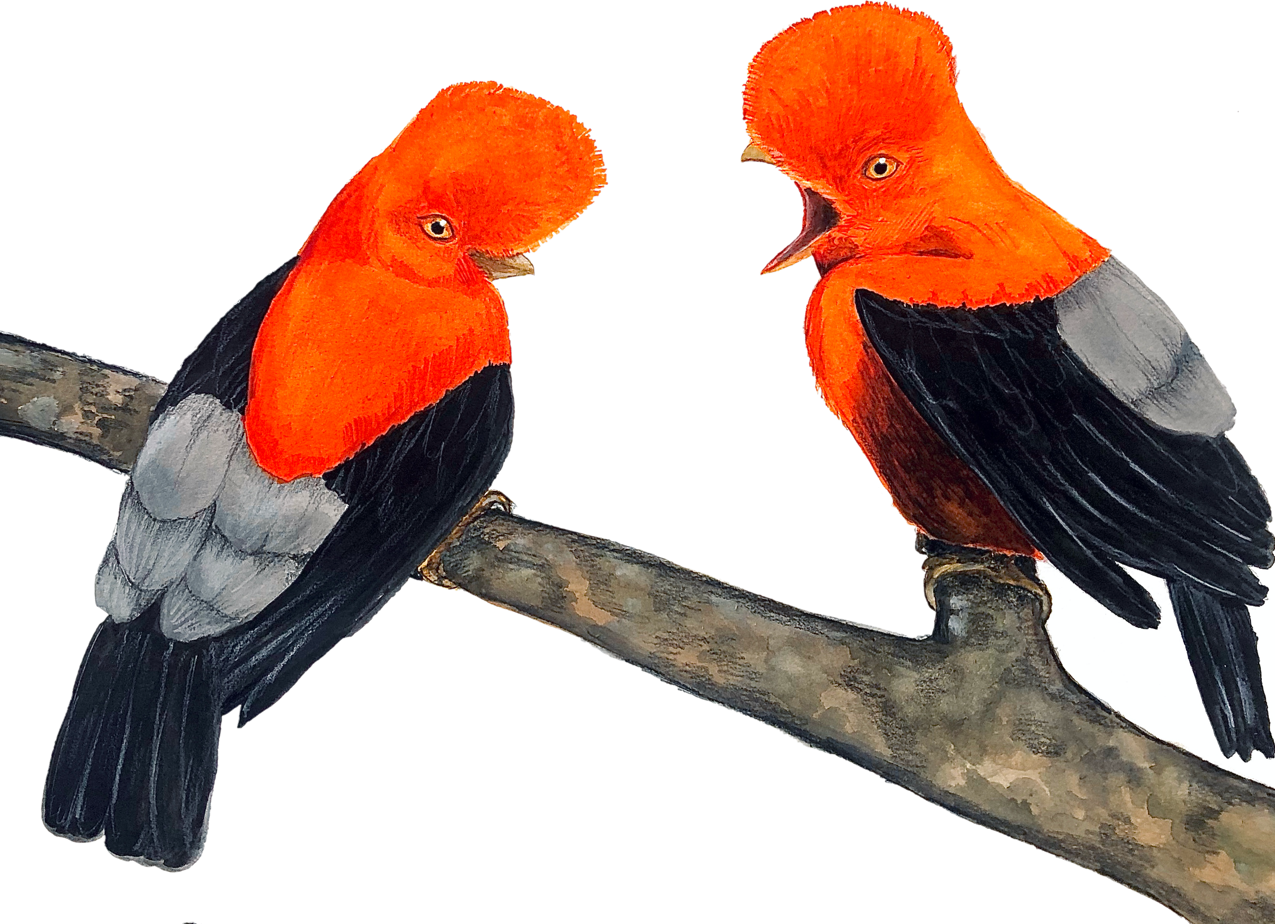 Cock of the Rocks.png