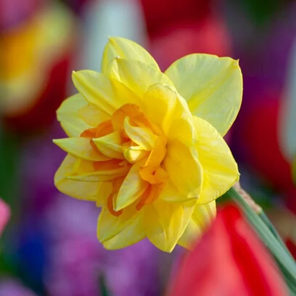 243296-mr-daffodil-narcissus-yellow_300x_crop_w96_h64_t11_l2@2x.jpg