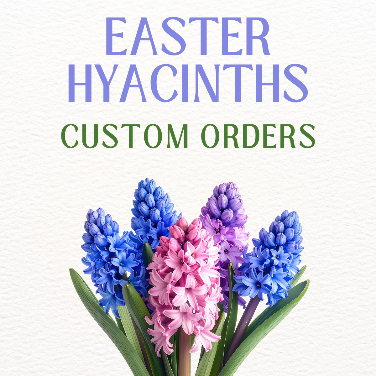 easter hyacinth-2.png