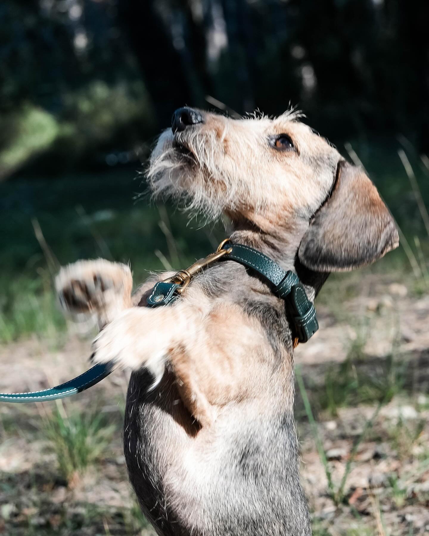 L&rsquo;heure de la promenade.

Time for some fun!

#liamm #liammparis #chien #chienheureux #chienmignon #chiendujour #dog #doglovers #dogstyle #dogportrait #petaccesories