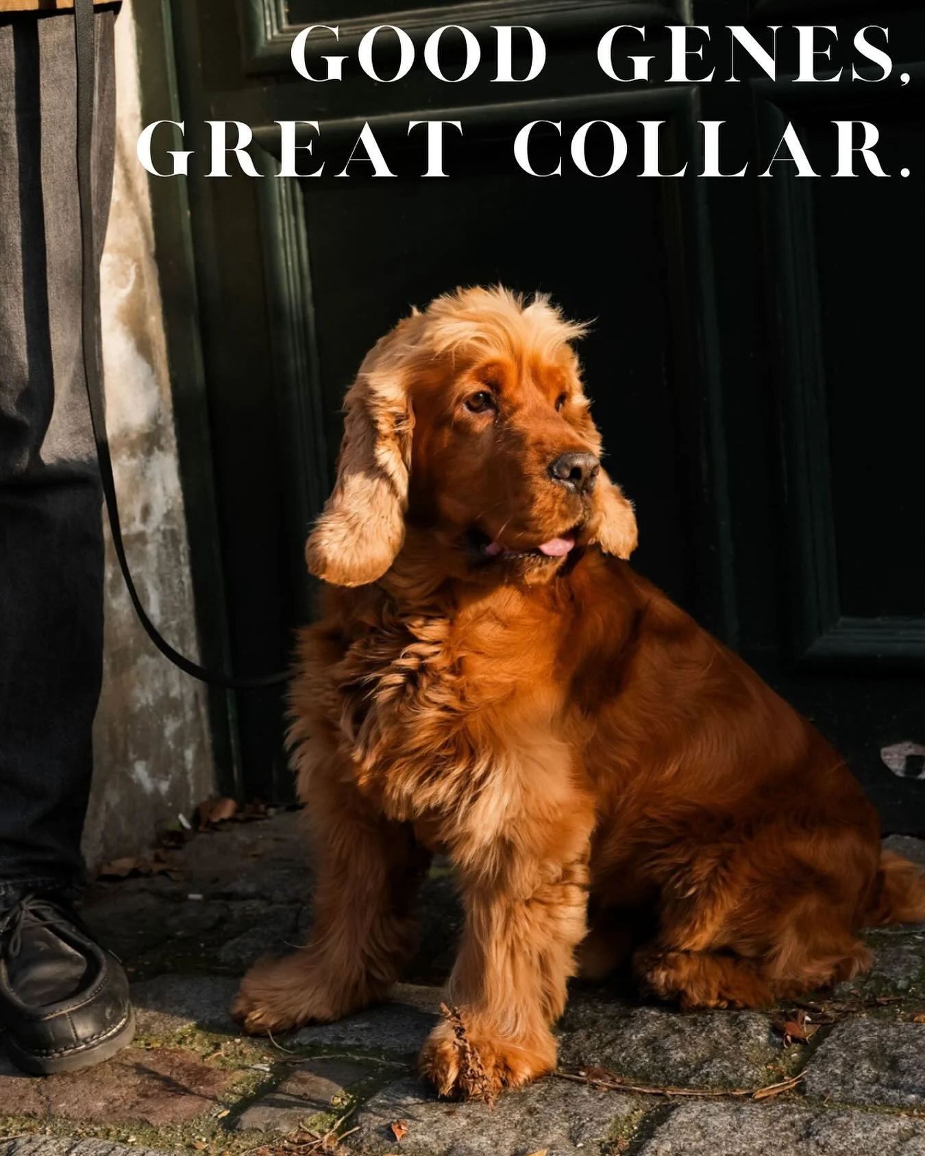 Colliers en cuir pour chien. 
Du cuir pleine fleur. Fabriqu&eacute; en France.
Pas pour faire beau. Pour faire juste.

Leather collars for dogs.
Full-grain leather. Made in France.
Not to look good. To be right.

#liammparis #liamm #goodgenes #chienh