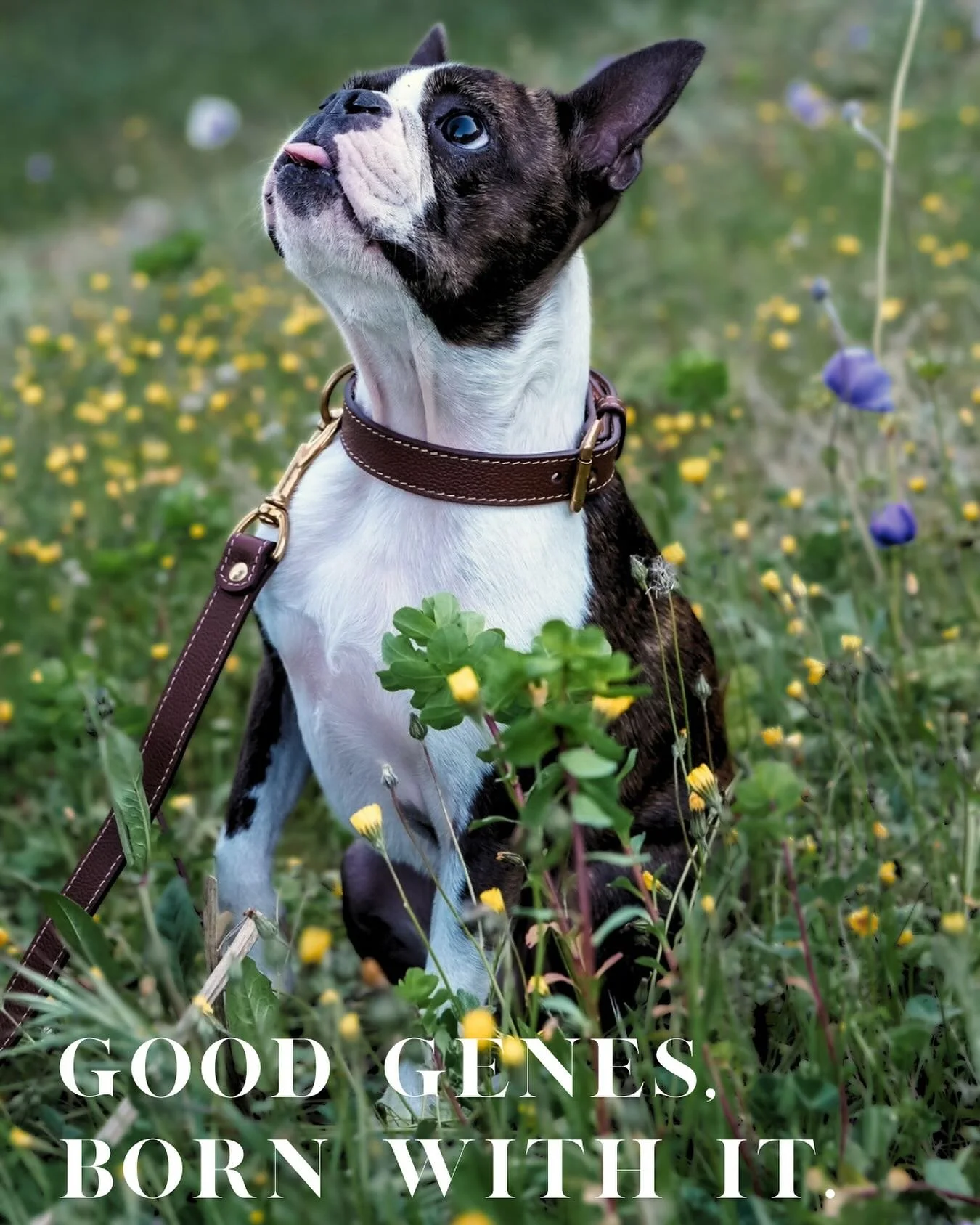N&eacute; avec.
On a juste ajout&eacute; le collier.

Born with it.
We just added the collar.

#liammparis #paris #collierchien #chienheureux #dogsofinstagram #dogstyle #dogportrait #dogaccesories #leather #madeinfrance
