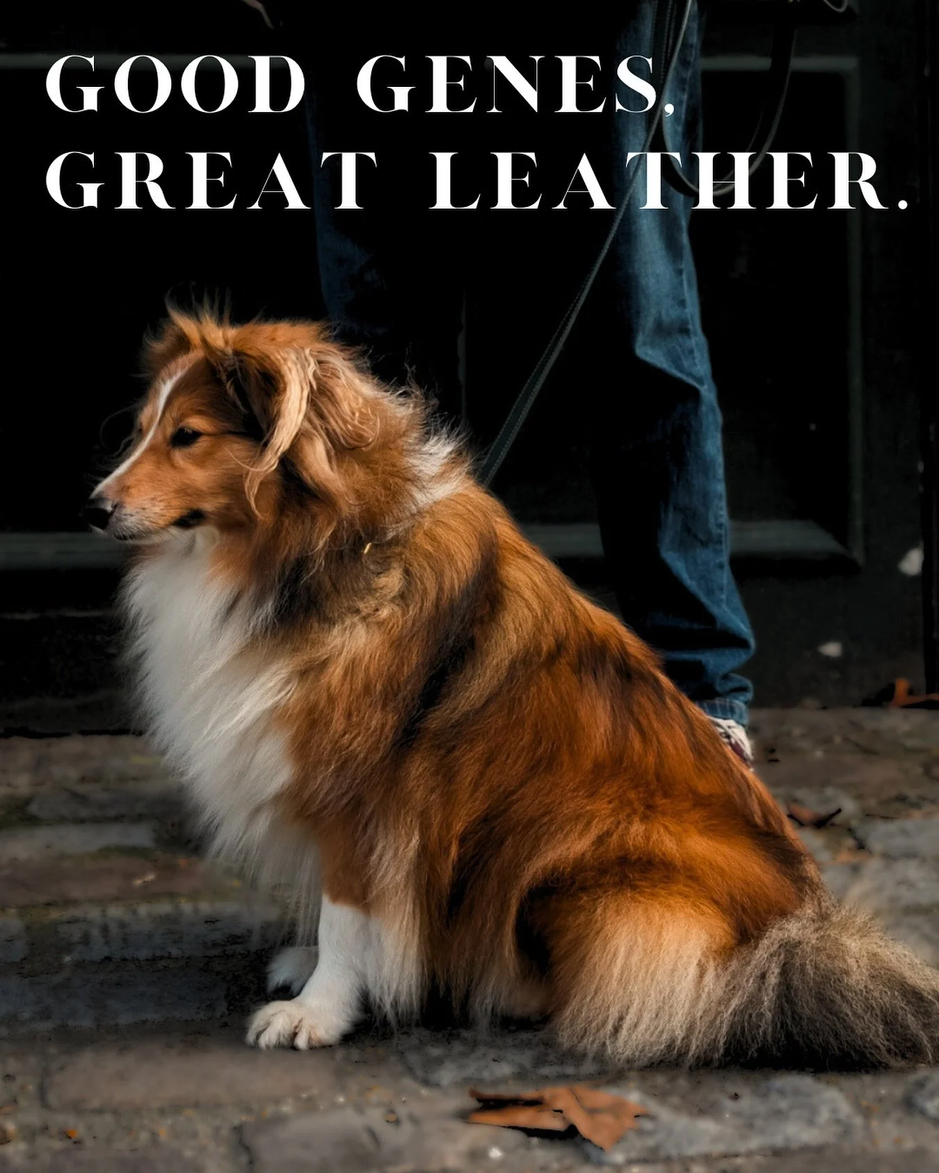 Bons g&egrave;nes. Cuir pleine fleur. 
Laisse &agrave; sa mesure.

Good genes. Full-grain leather.
A leash made for him.

#liammparis #chien #chienheureux #dog #dogsofinstagram #dogstyle #dogportrait #dogadventures #dogleashes