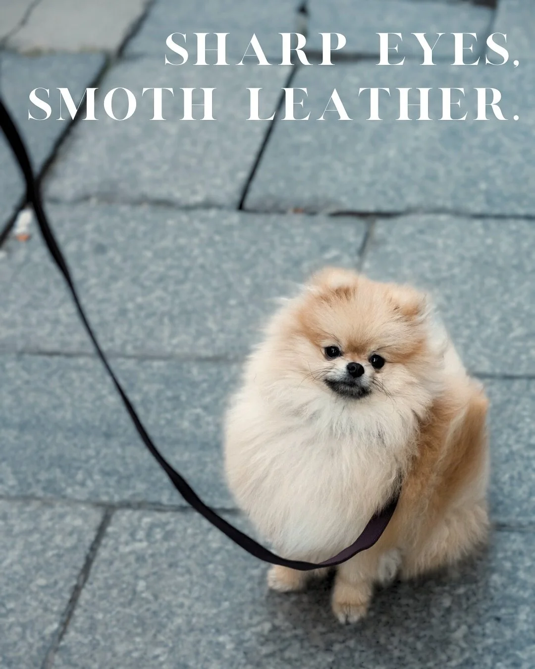 Regard vif, cuir doux.
Il sait o&ugrave; il va, on suit.
Laisse ou collier, du caract&egrave;re sans compromis.

Sharp eyes, smooth leather.
He knows where he&rsquo;s going. Just follow. 
Leash or collar : character, with no compromise.

#liammparis 