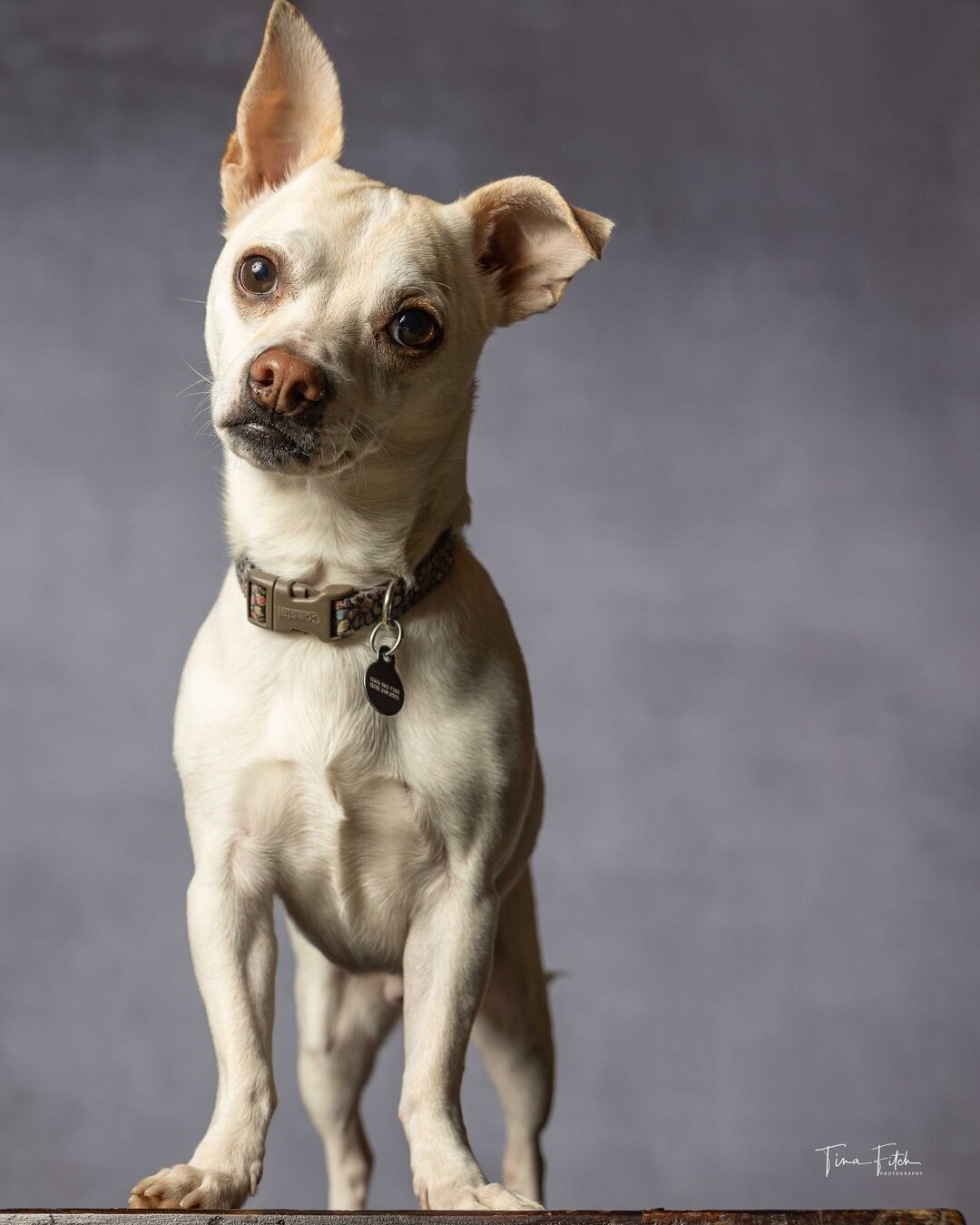 This is Jaxon.  He was kind enough to model for me today.  It did cost me a few treats. ⁣
The second one is for his yearbook picture.