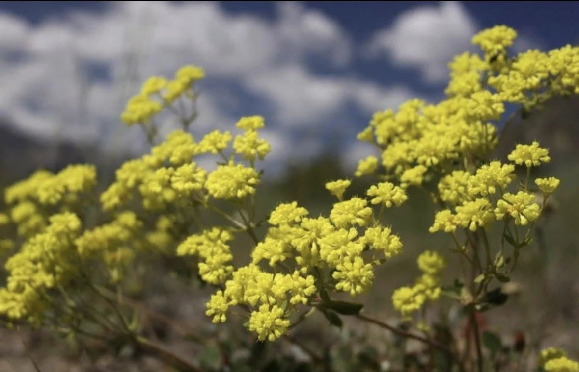 What Ecological Agency Looks Like in Practice 