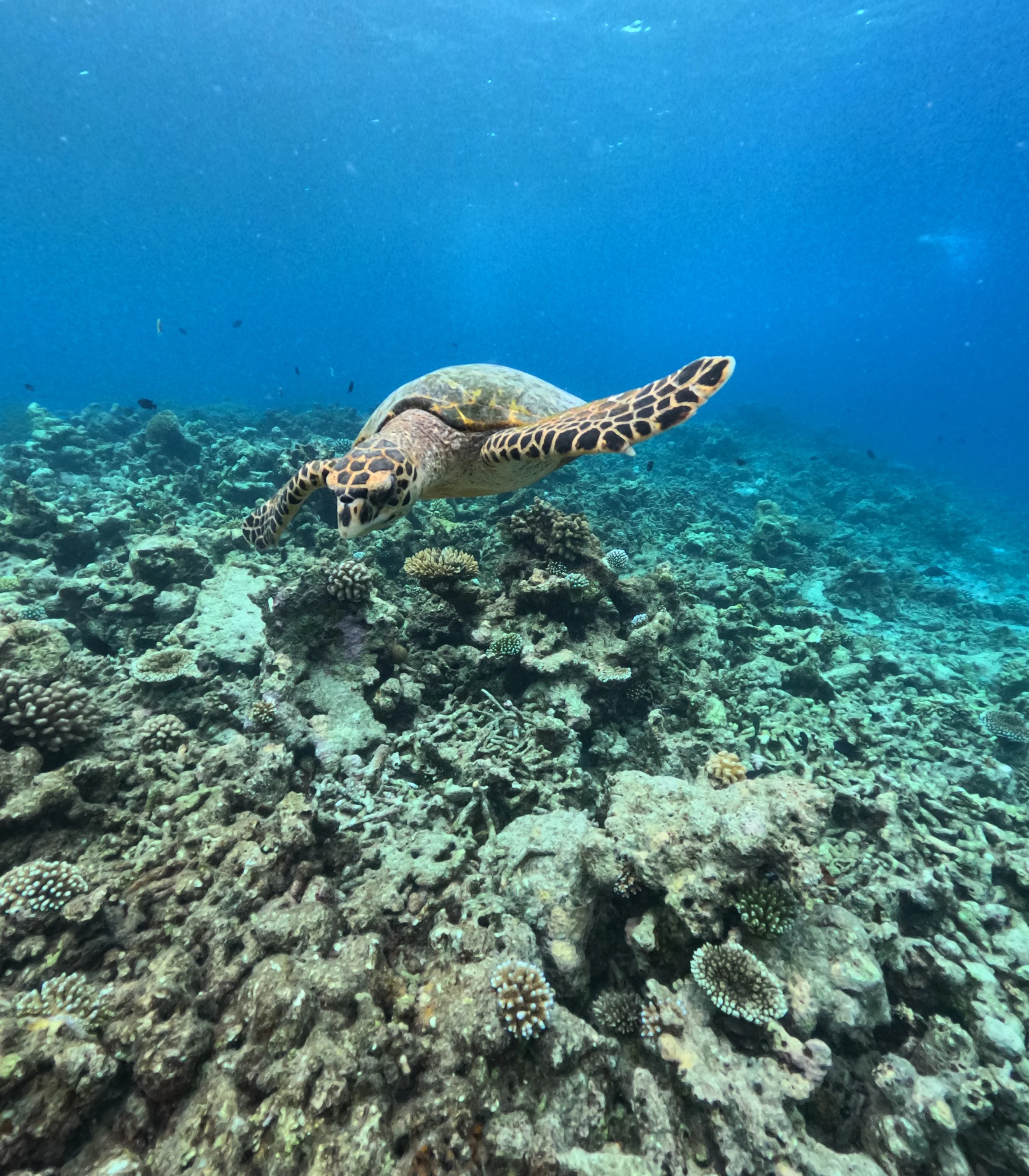 Las tortugas en Maldivas