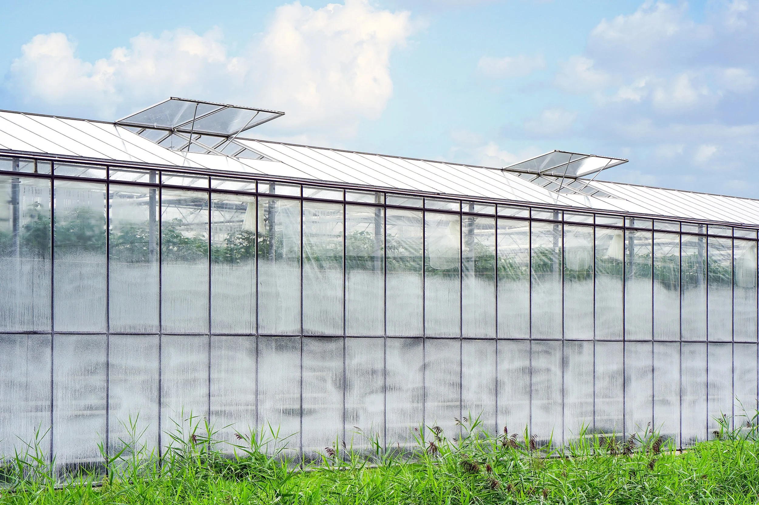 greenhouses-holland.jpg