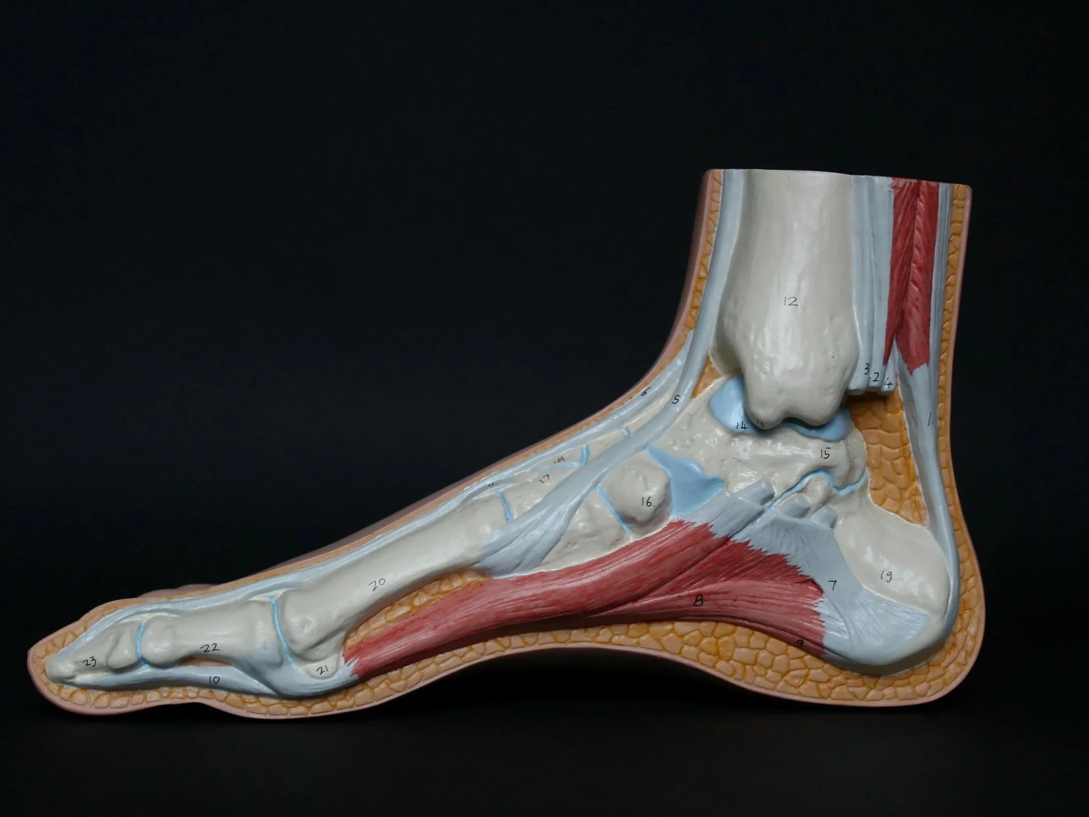 Balance Isn’t Enough, How to Train the Ankle to React Fast Again