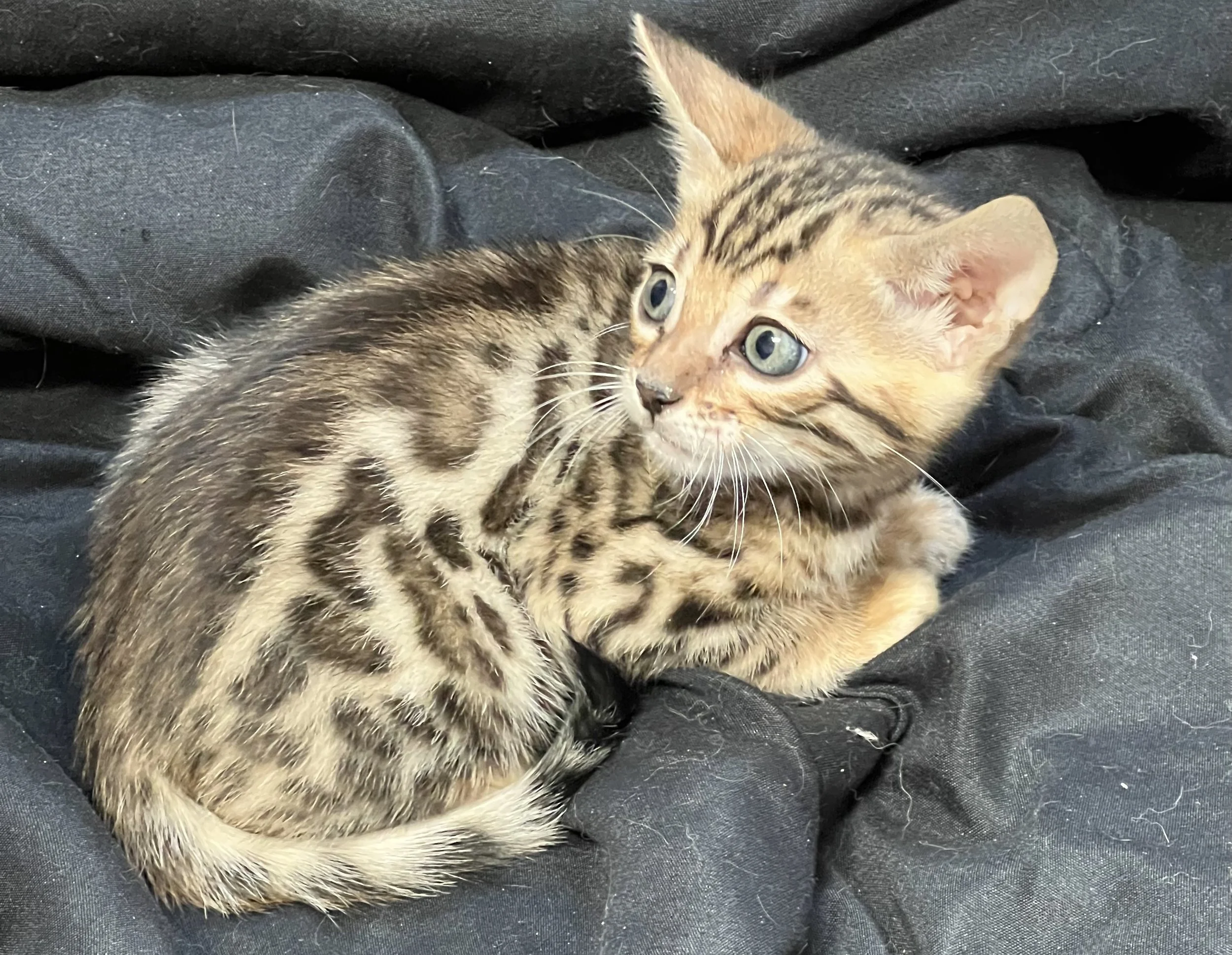 Northstar Bengal Cats LLC