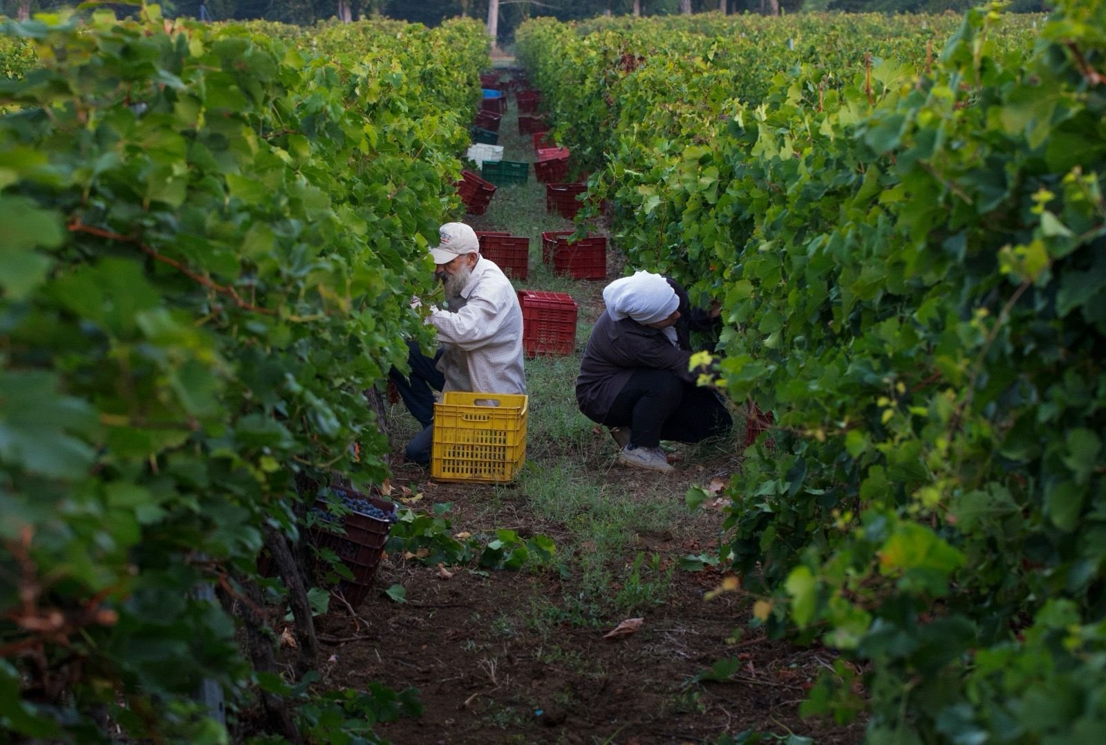 Milea Winery Vineyard Wines Harvest Grapes 2023 Argalasti South Pelion Chardonnay Merlot Syrah Pinot Noir Karipidis