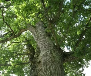 BENEFITS OF DEEP-ROOT TREE FEEDING