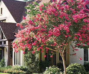 FOUR WAYS TO AVOID CREPE MURDER