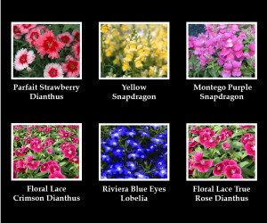 WINTER SEASONAL COLOR