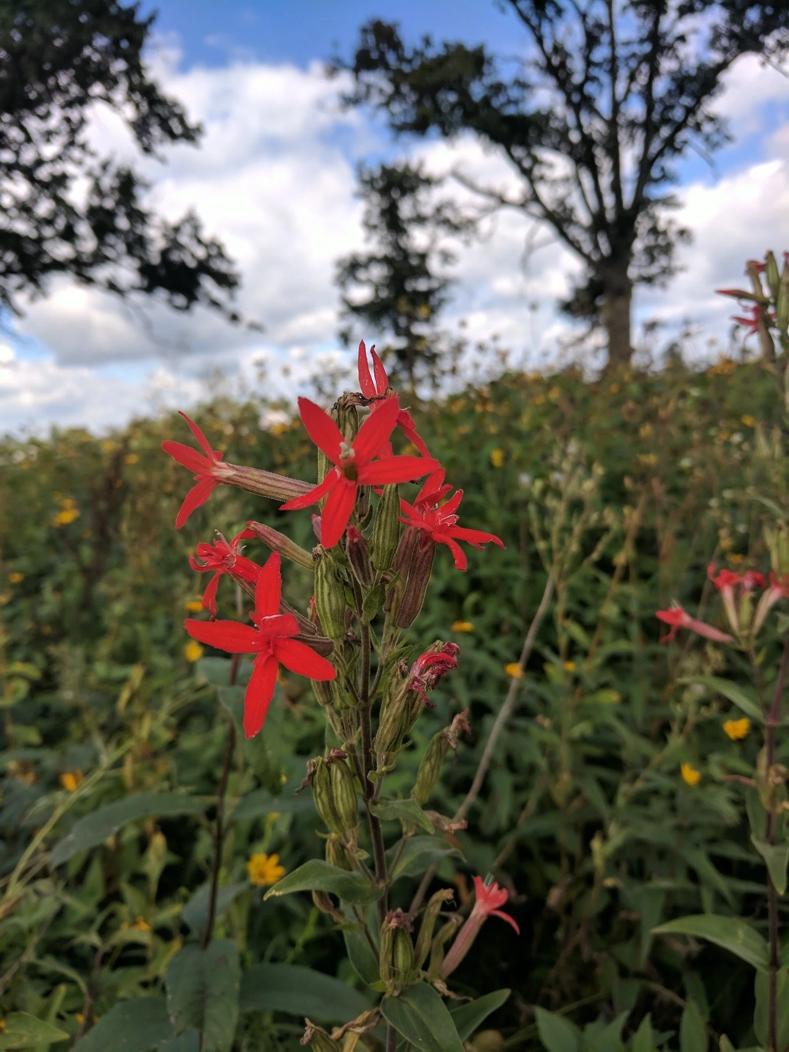 Royal Catchfly (Silene regia)