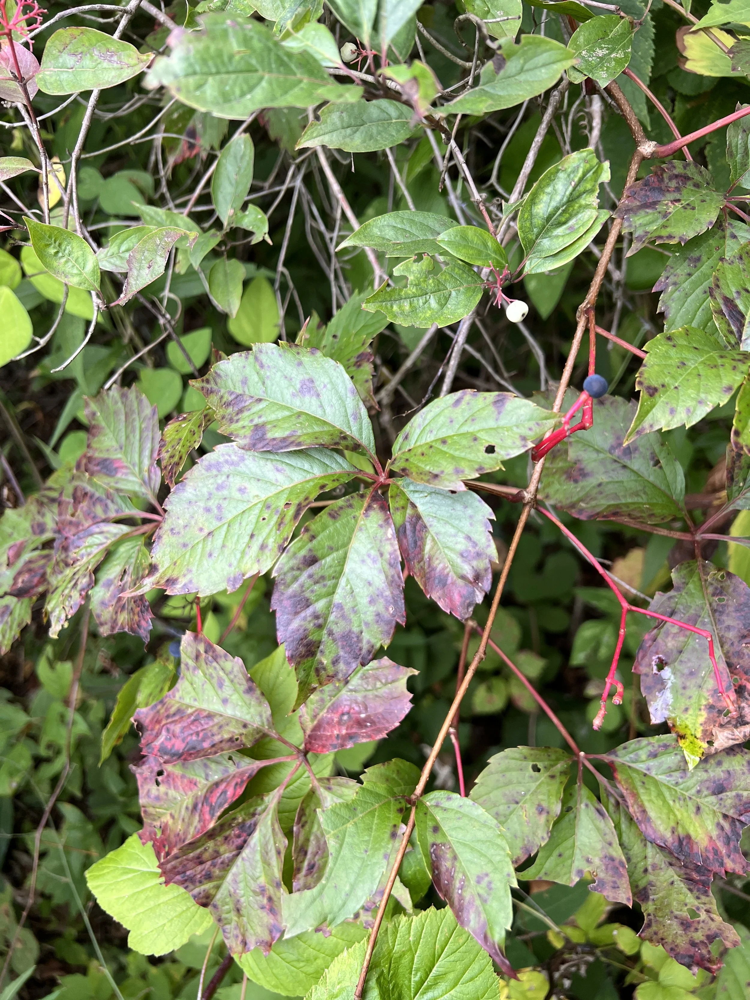 The leaves of woodbine are glossy even later in the season.