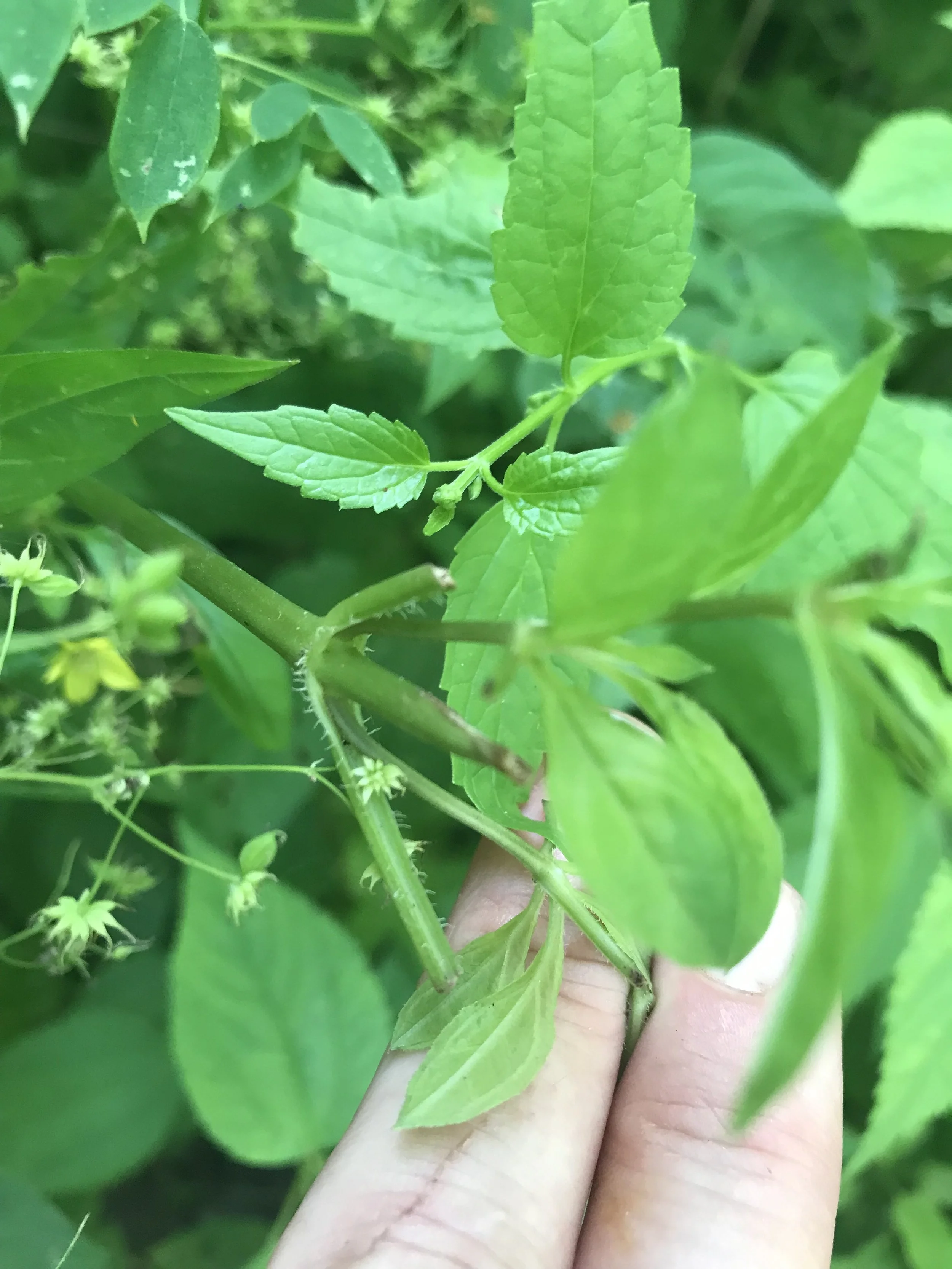 The fringe on the petiole that earns fringed loosestrife its name