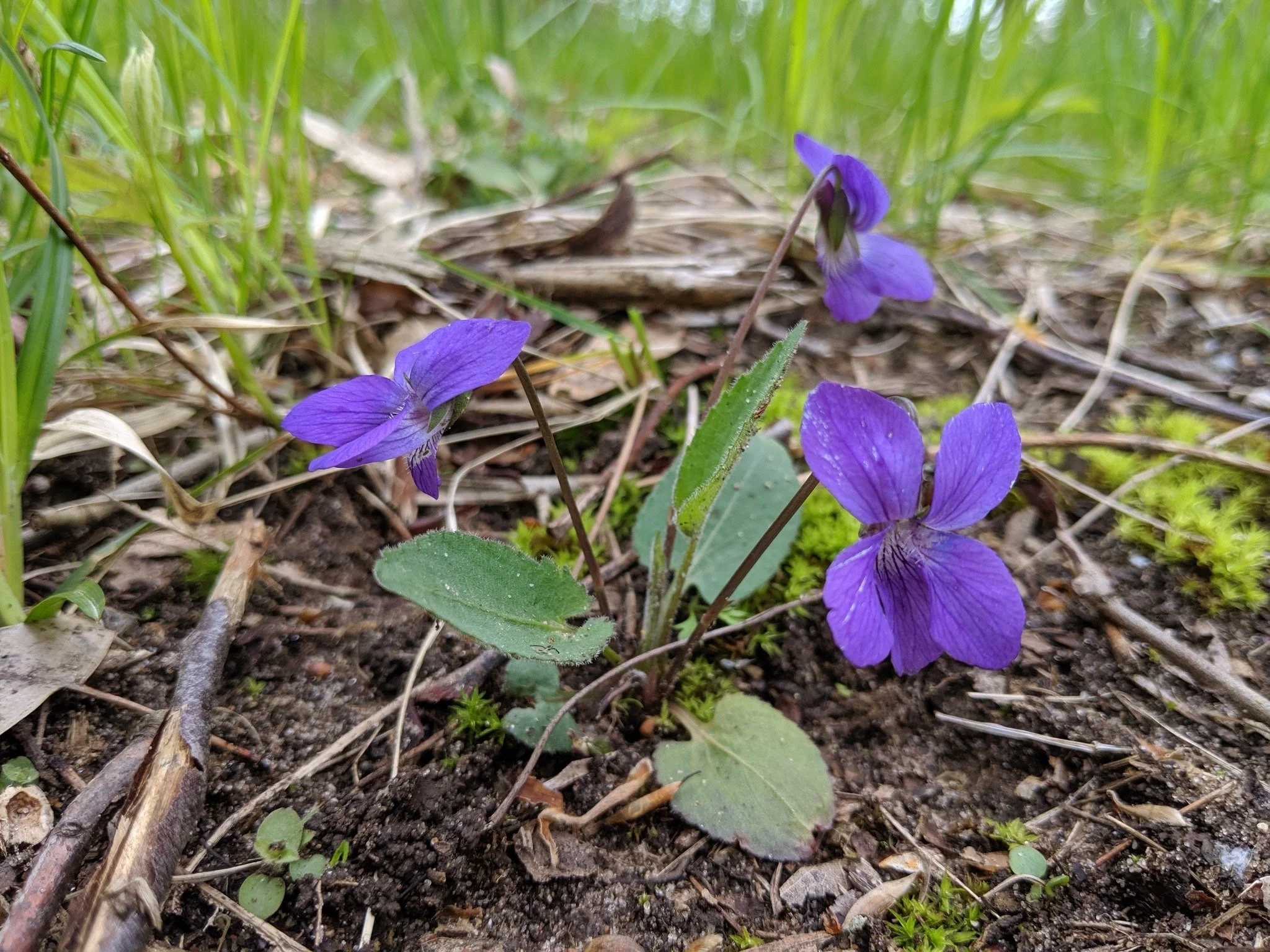 Sand violet has oval leaves with blunt tips. They are hairy on both sides of the leaves and have purple flowers.