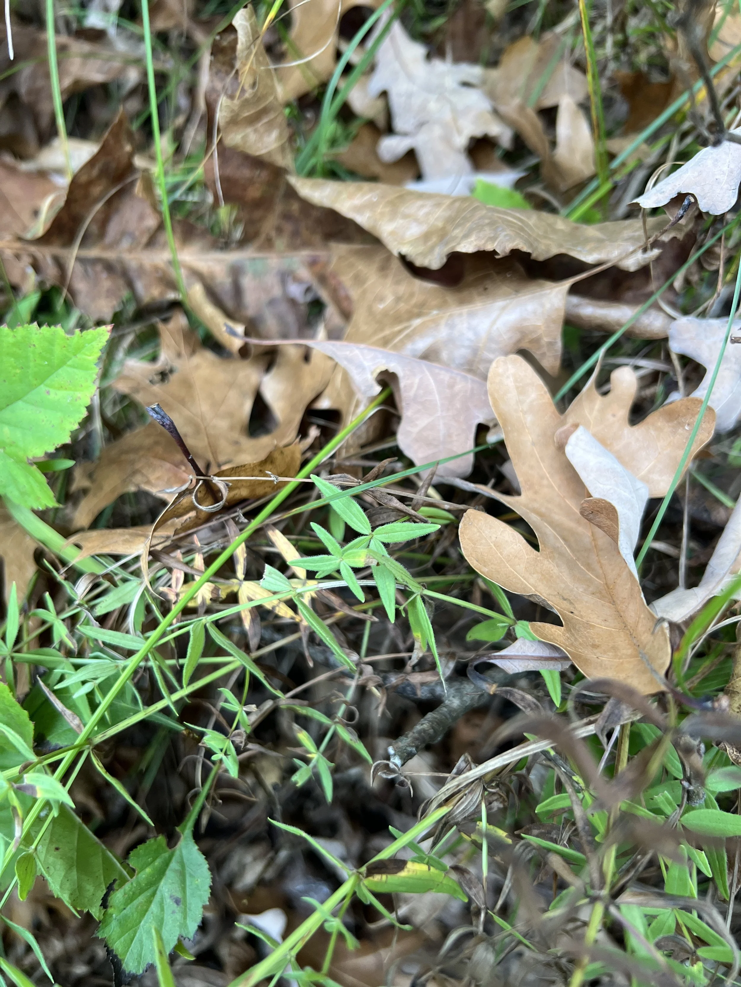 Northern Bedstraw leave are in a whorl of four.  The leaves are long and narrow but have three prominent veins.