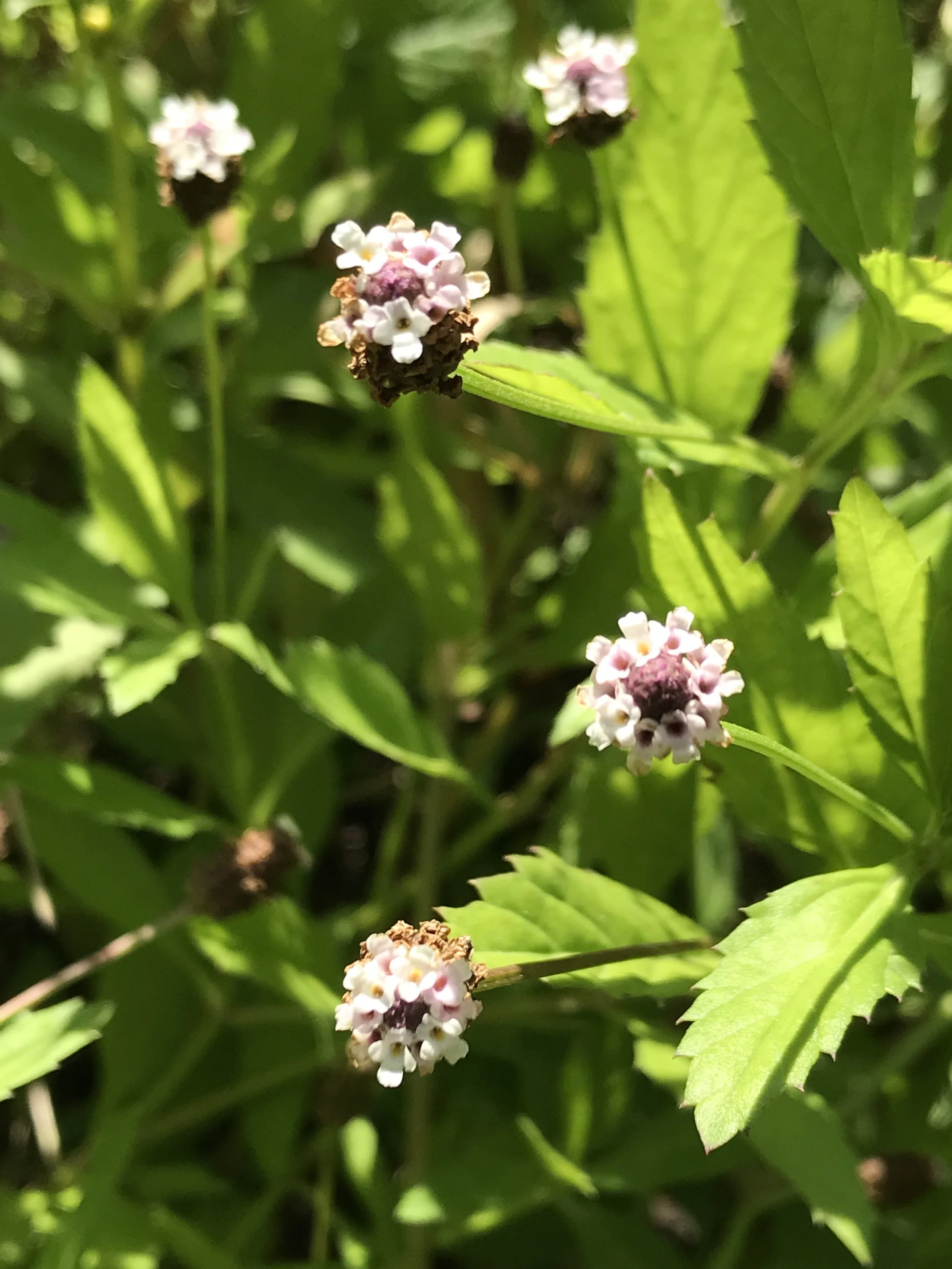 Whorls of tiny pink flowers are among serrate, lanceolata leaves. Frogfruit attracts many insects to its nectar.