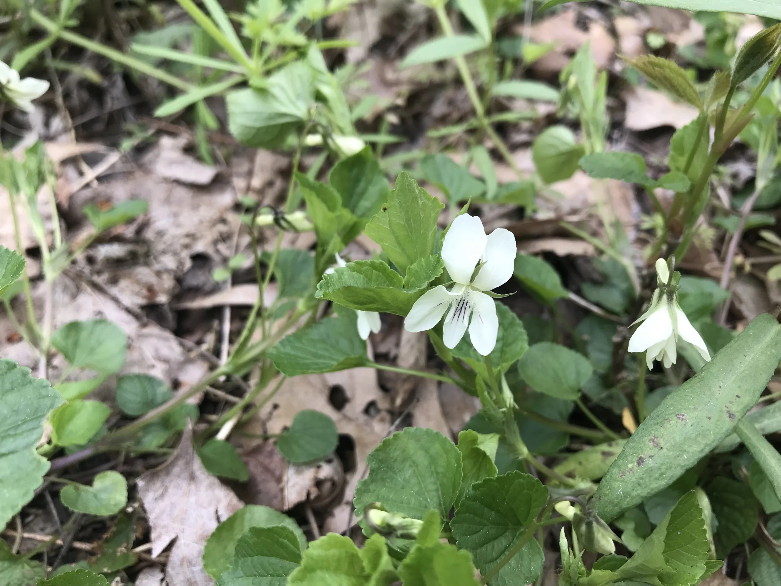 Cream violet ( Viola striata) is white to cream colored with purple stripes down the center of the five petals
