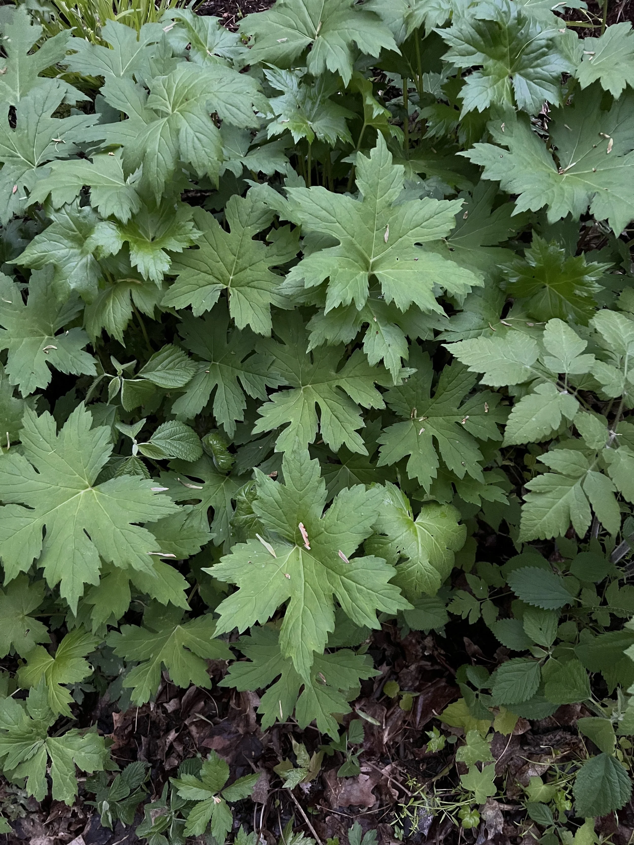 Many leaves of Great Waterleaf (Hydrophyllum appendiculatum)
