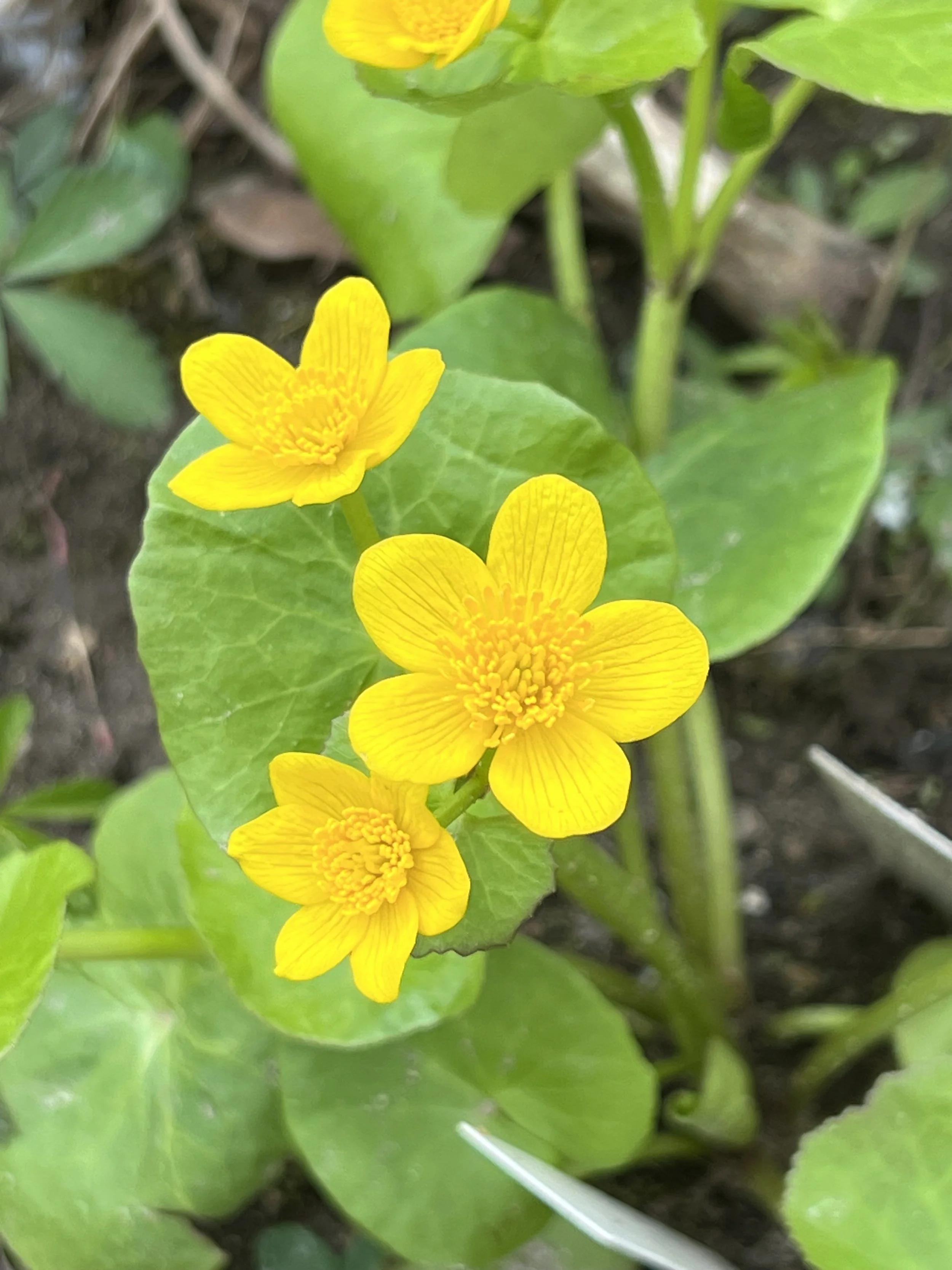 A close up of the yellow marsh marigold flowers.  They have five rounded yellow petals with many short stamens in the center.