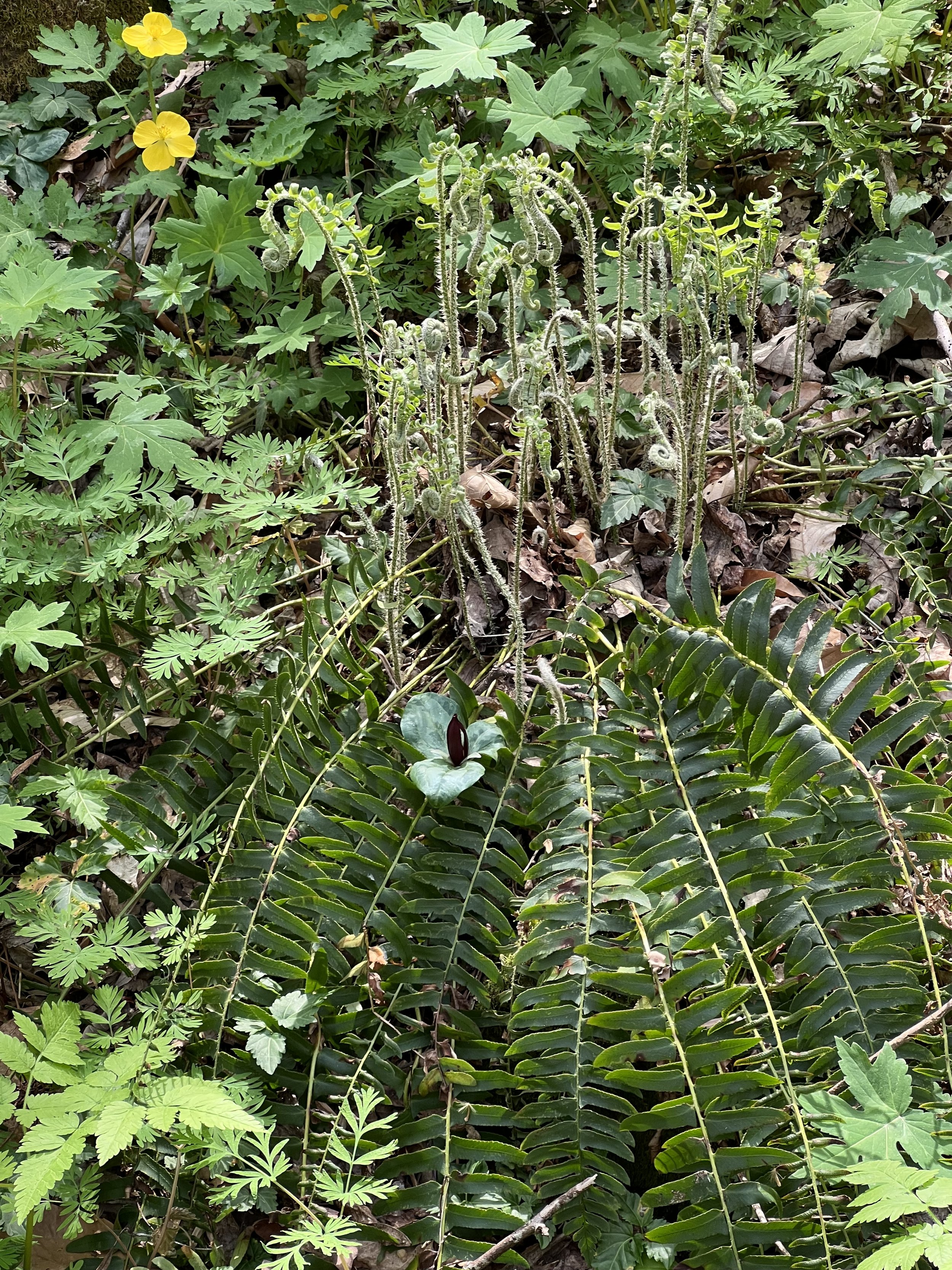 Christmas Fern’s old fronds are laying down as the fiddleheads are coming up.  Wood poppy is in the background with aniseroot, Dutchman’s breeches, trillium, and waterleaf.