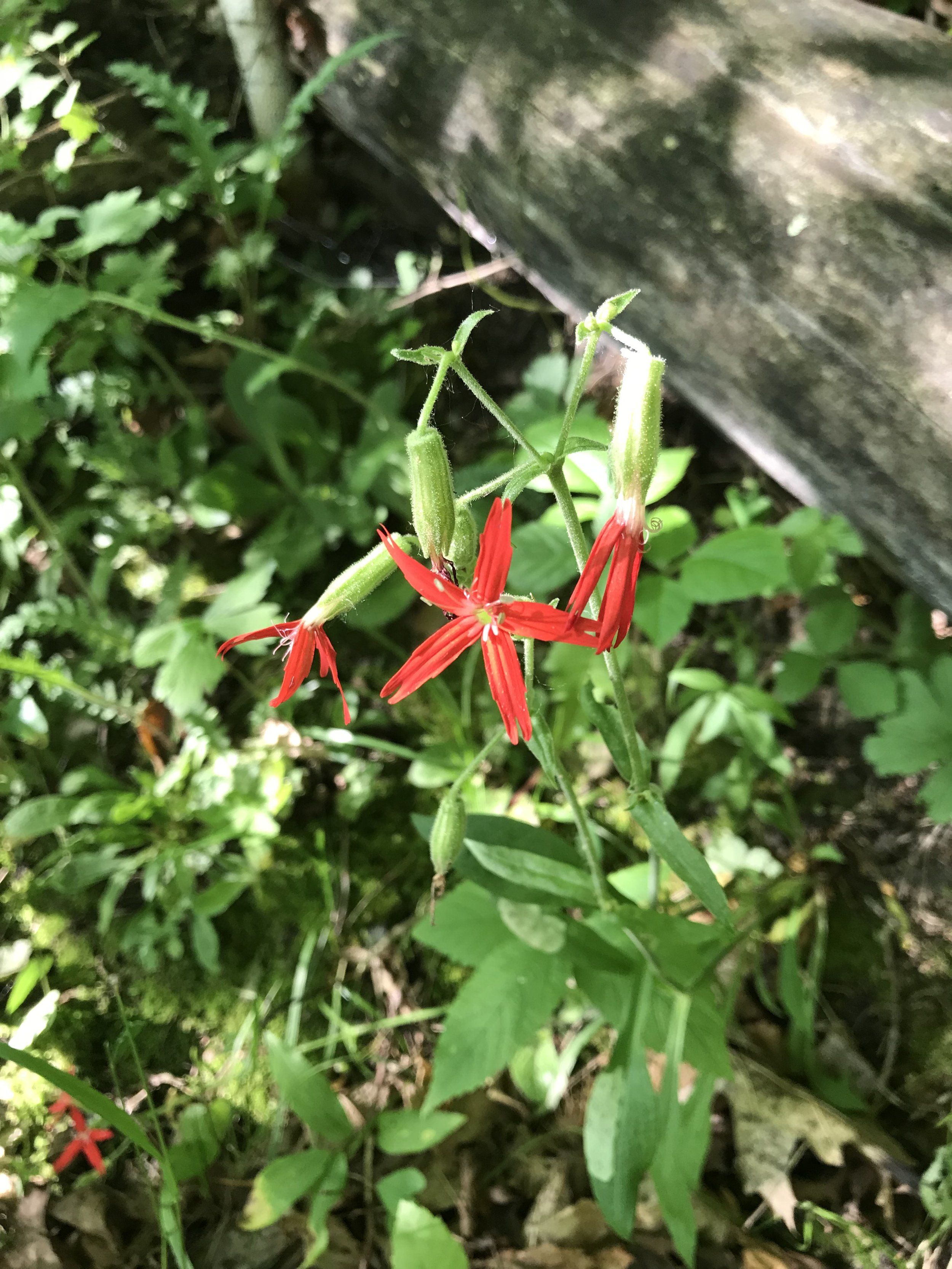 Fire Pink (Silene virginica)