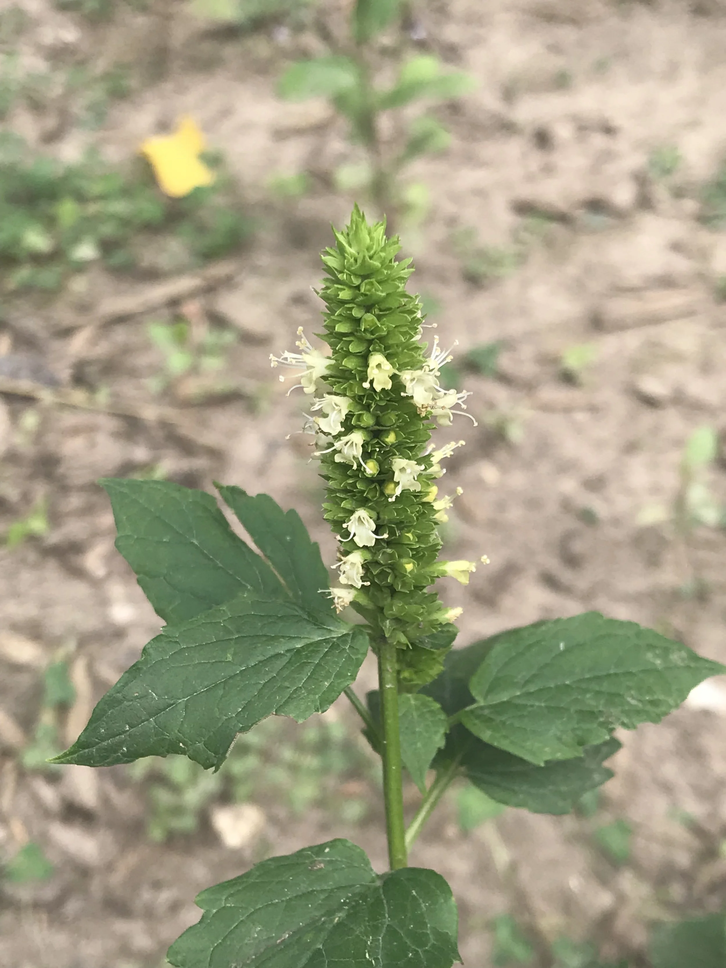 Giant Yellow Hyssop ranges from 3-7 feet high that may be unbranching or branching (about half way up the sturdy stem). The small flower spike is at the top.  Flowers are yellow.