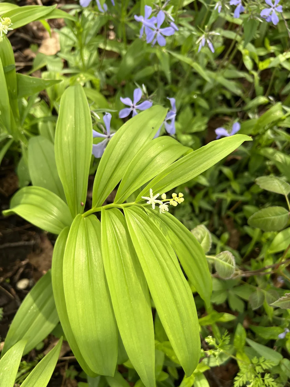 Starry Solomon's Seal--forest form (Maianthemum stellatum) — Wild