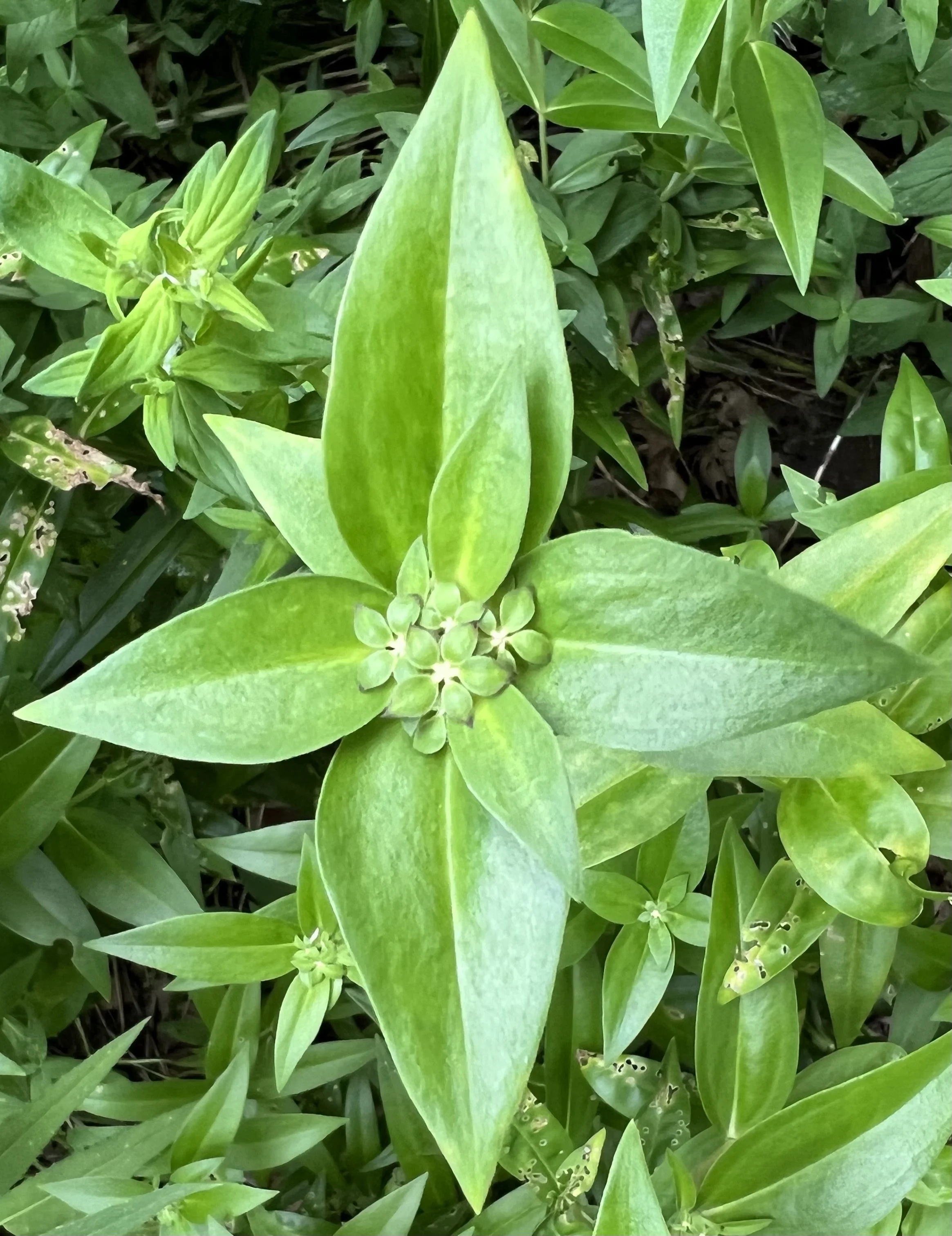 A whorl of smooth green leaves has the early developing flowers in the center.