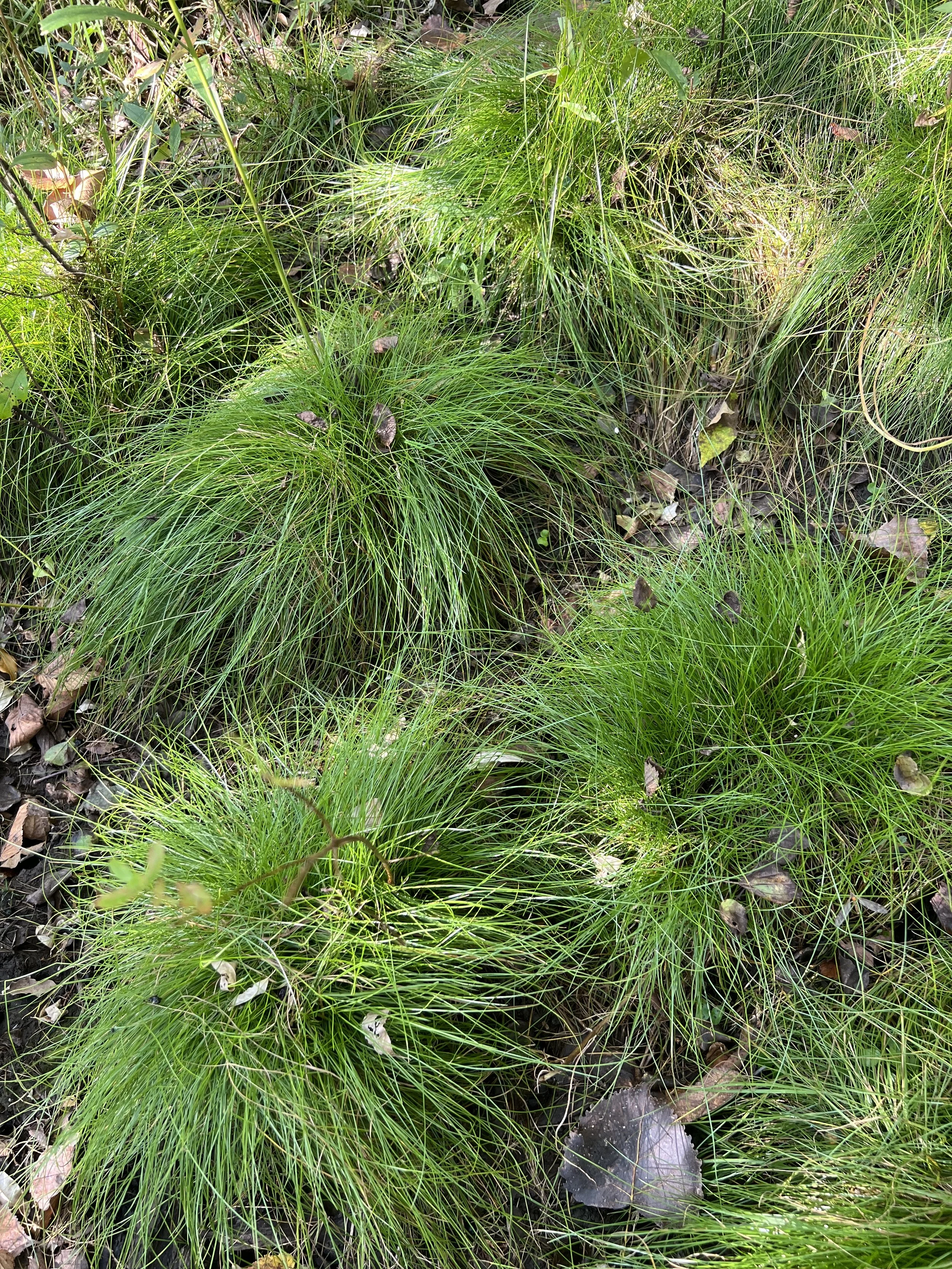 Several brome-like sedges in an opening swamp-like area in the woods.