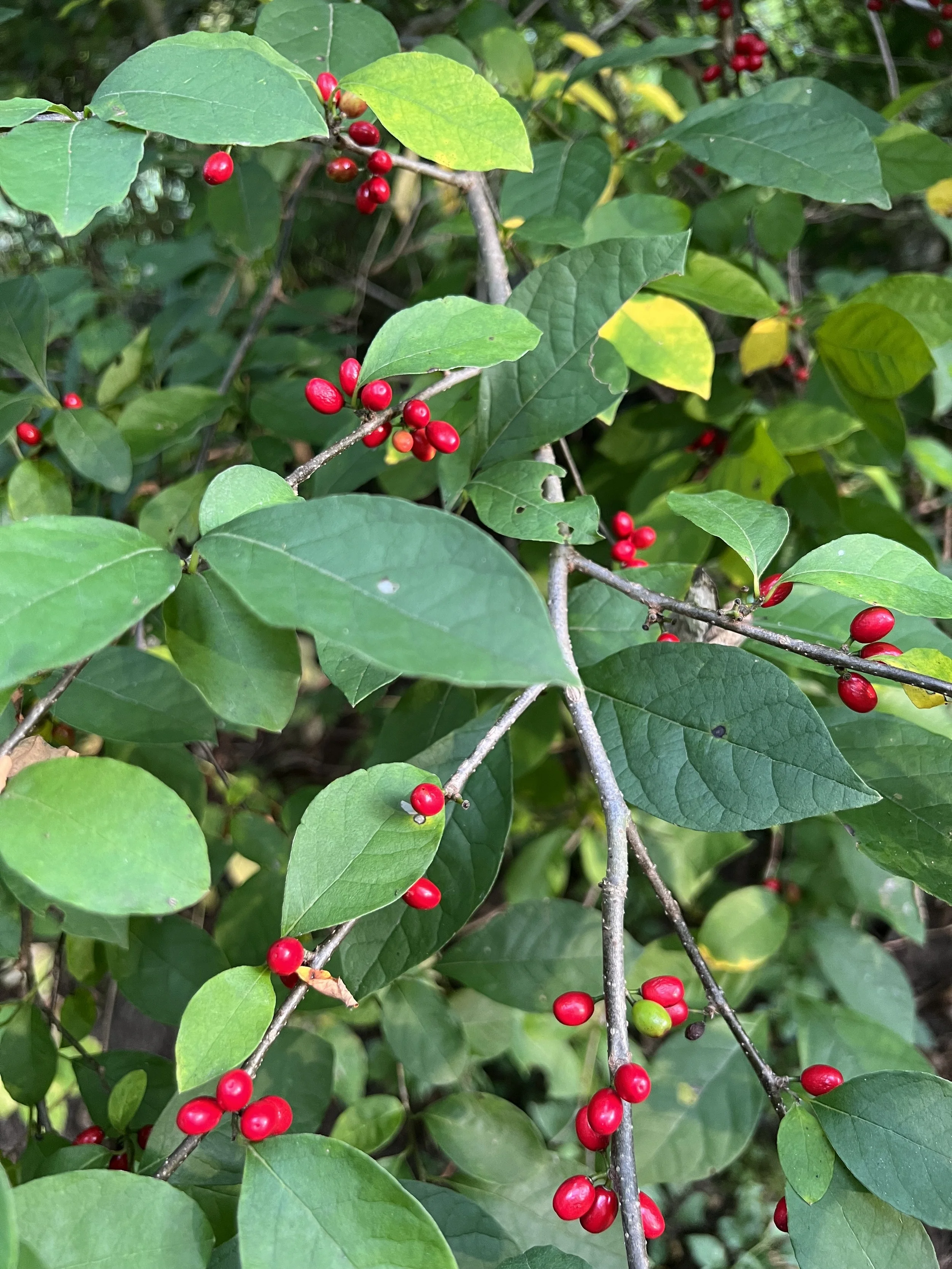 Spicebush (Lindera bezoin)