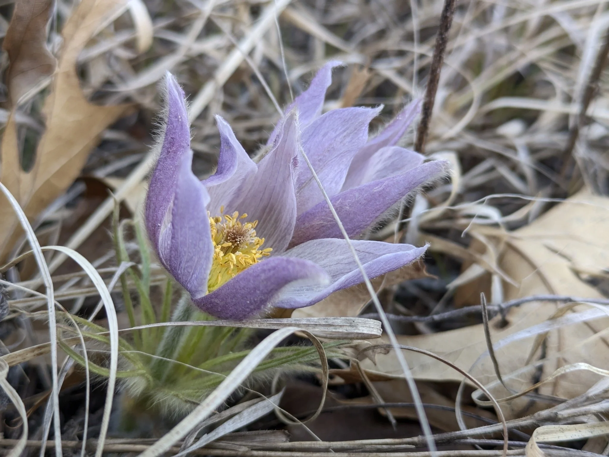 A flower with lavender petals and yellow center emerges from last year’s dried grasses.  The leaves, barely visible, are covered in hairs.