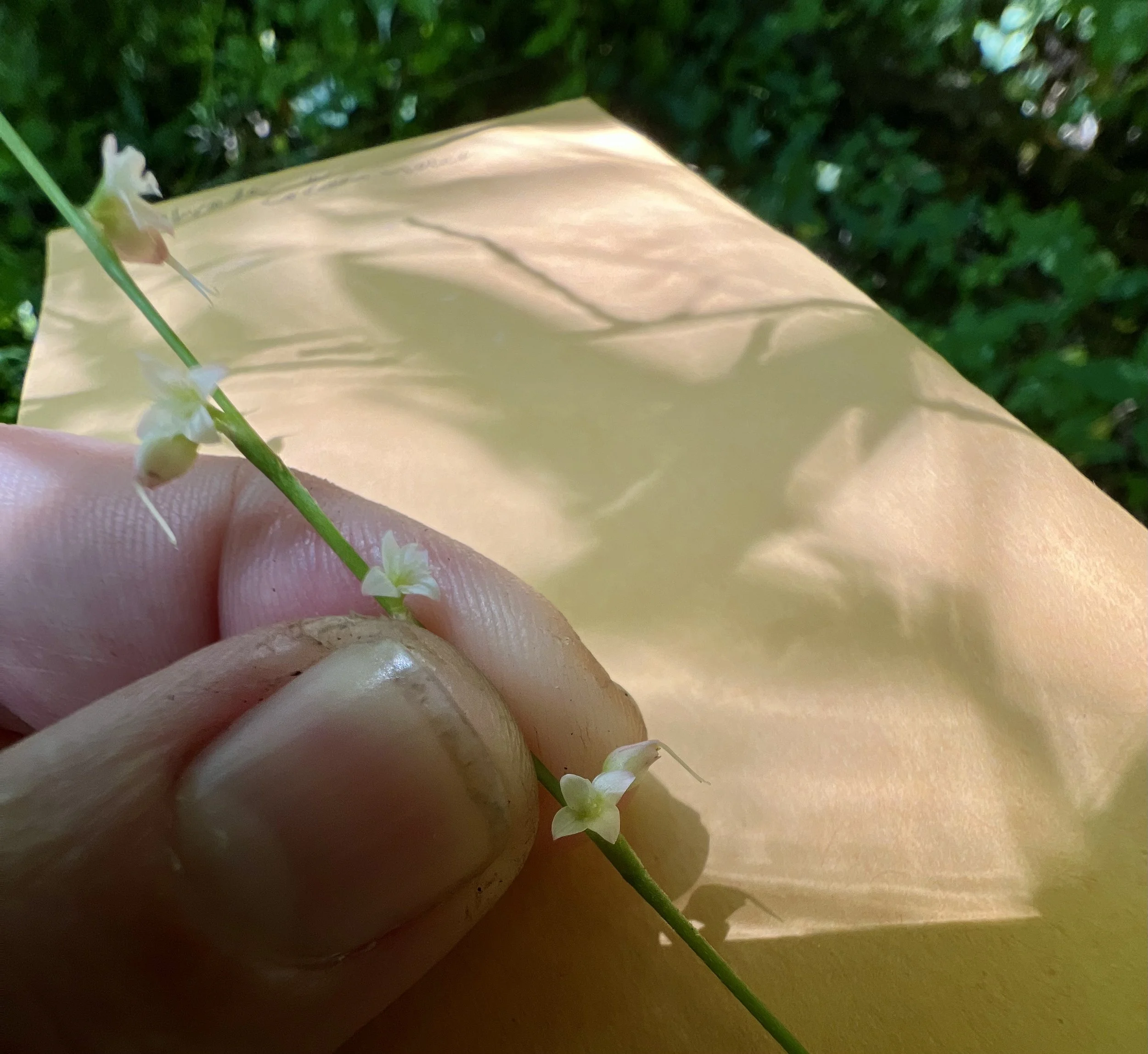 The tiny white flowers of jumpseed are spaced out on the flowering stem.