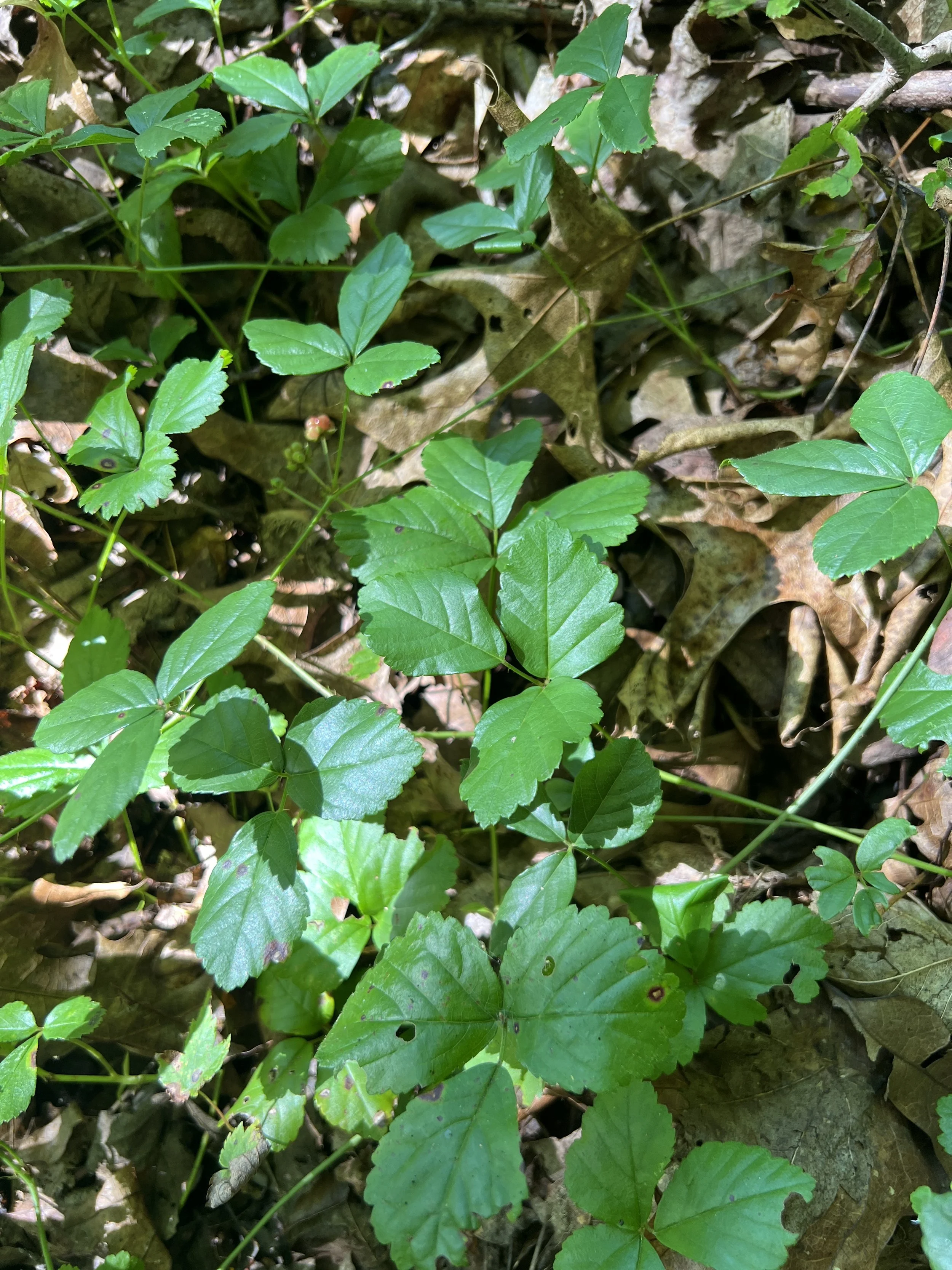 The tops of the leaves of swamp dewberry are green and a little shiny.  The compound leaves usually have three leaflets.